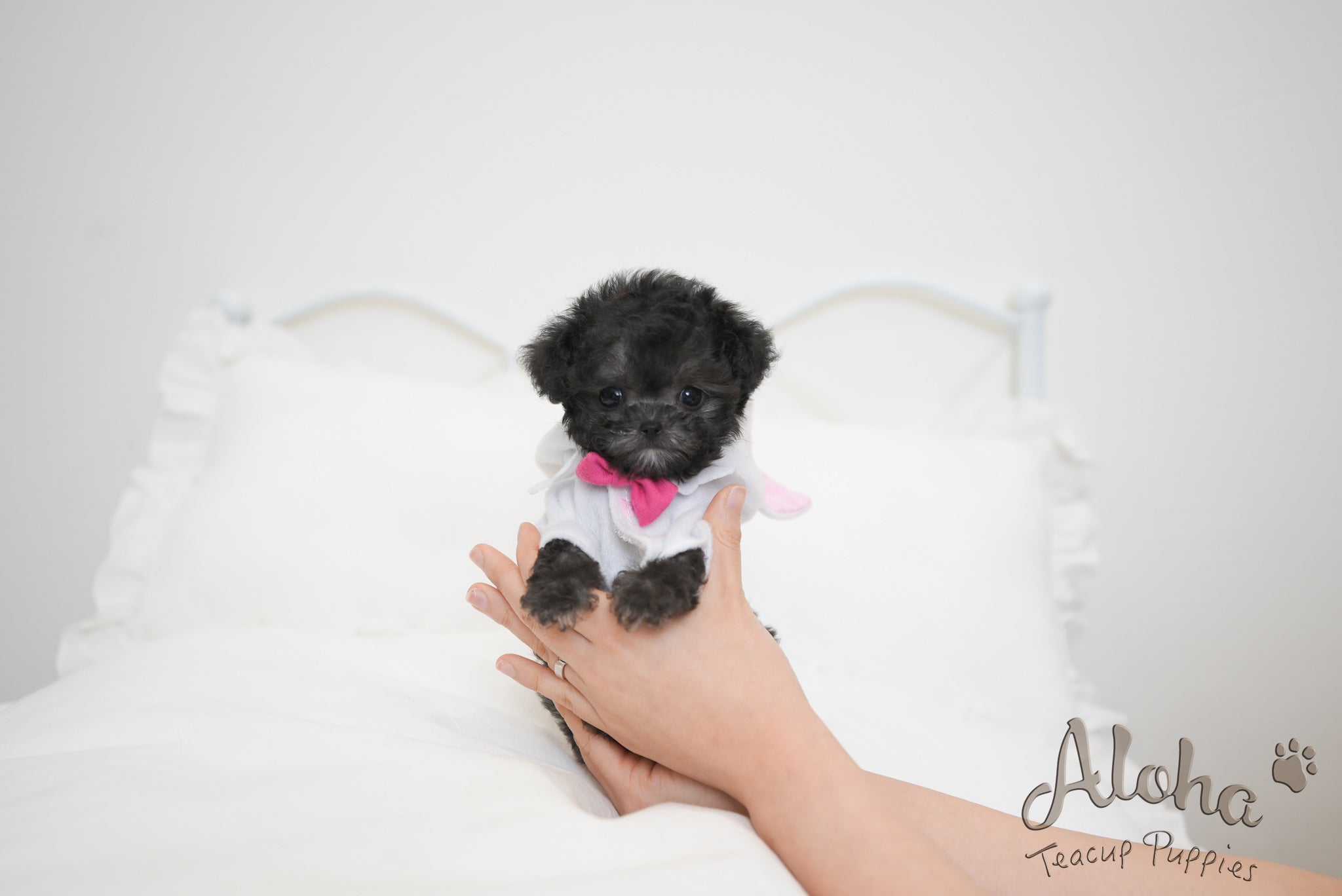 Odin [TEACUP POODLE]