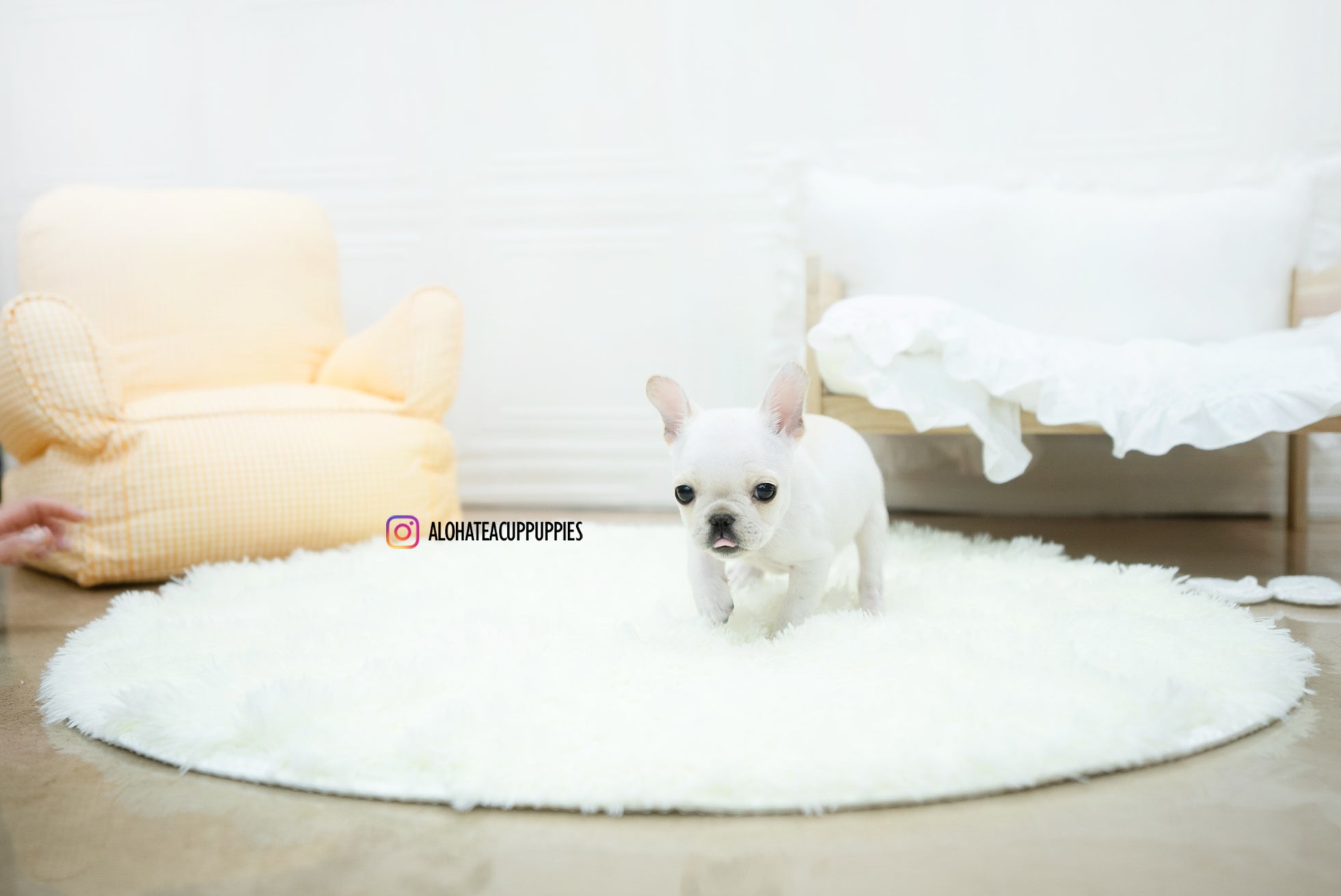 Mateo [TEACUP FRENCH]