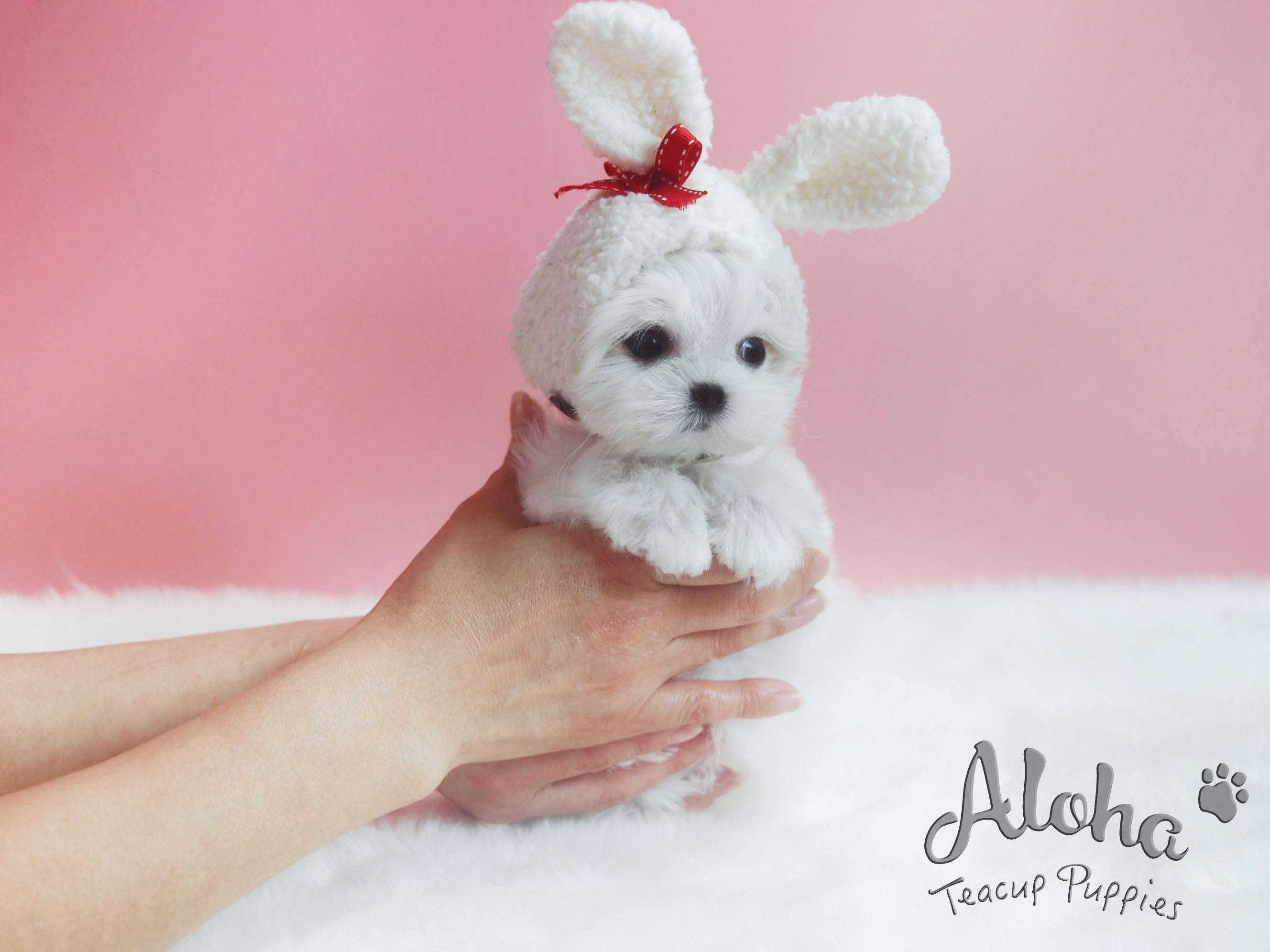 Sold to Destiny, Minnie [TEACUP MALTESE]