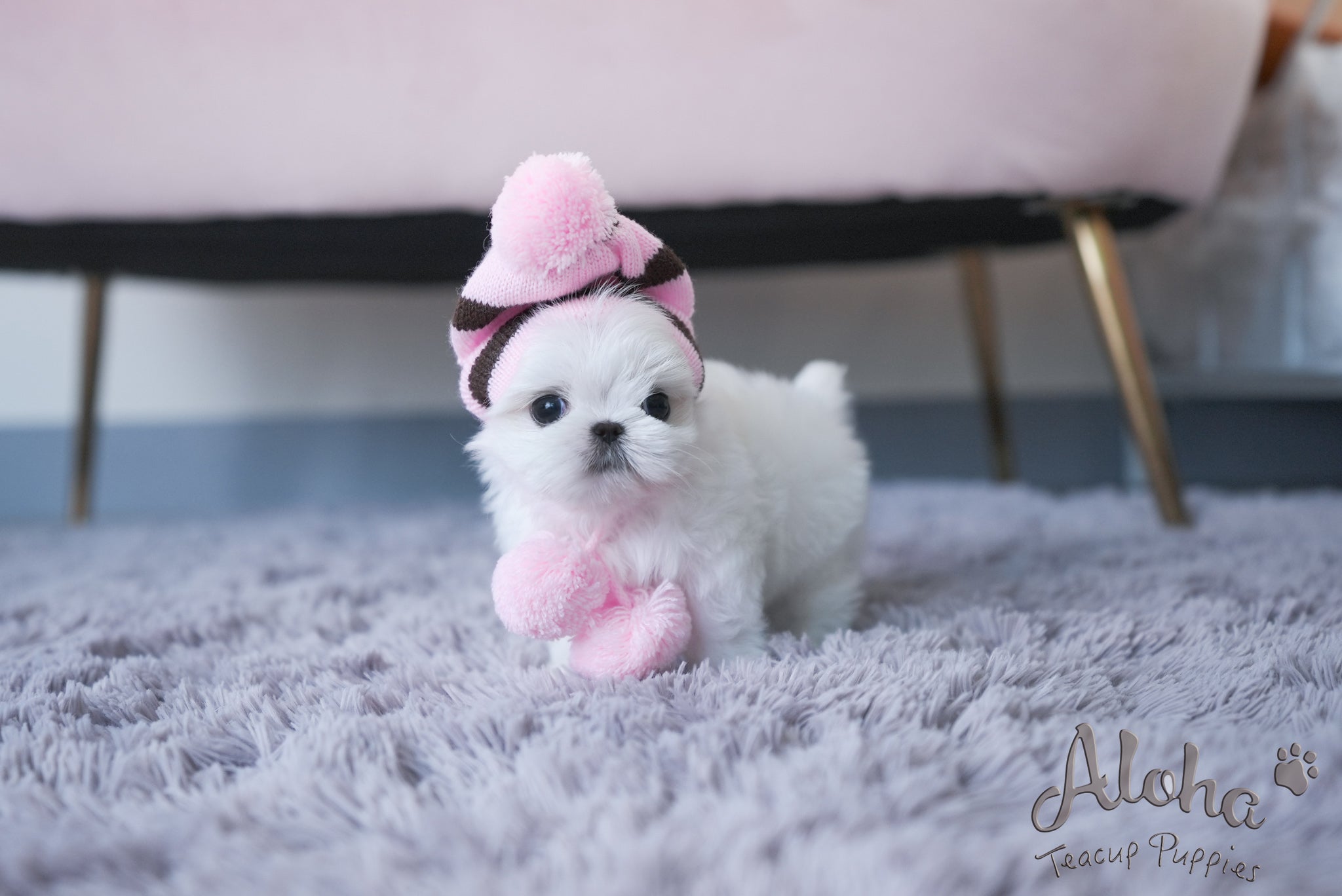 Louie [TEACUP MALTESE]
