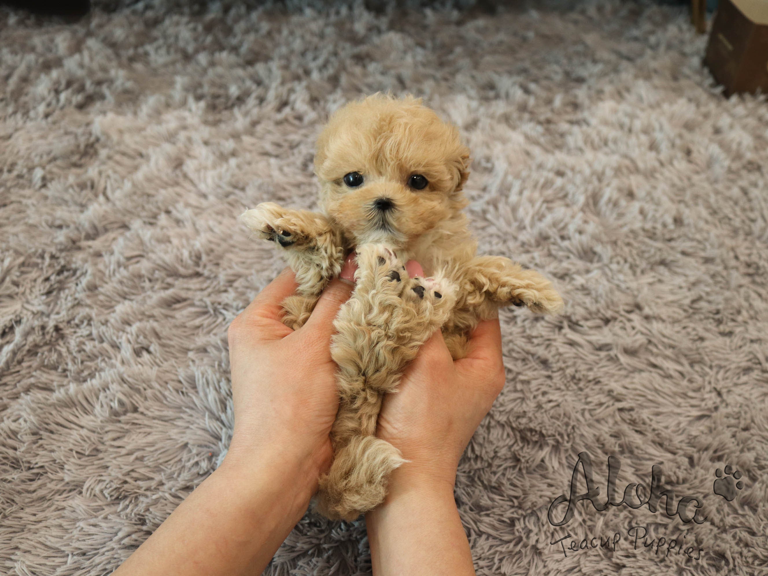 Bobby [TEACUP MALTIPOO]