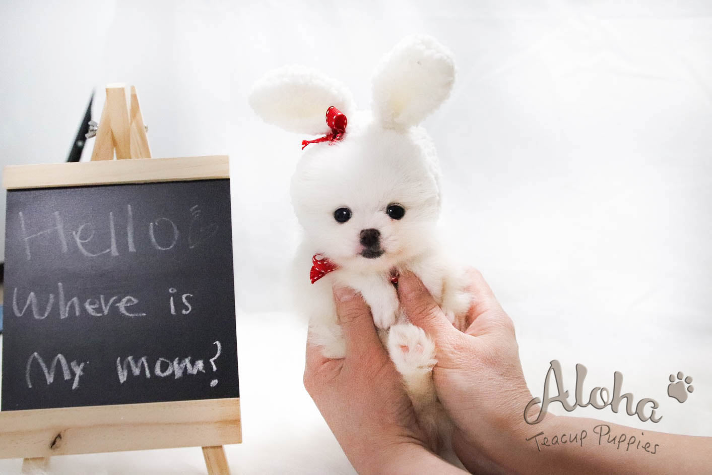 Sold to Liwenzhu, Prada [TEACUP POMERANIAN]