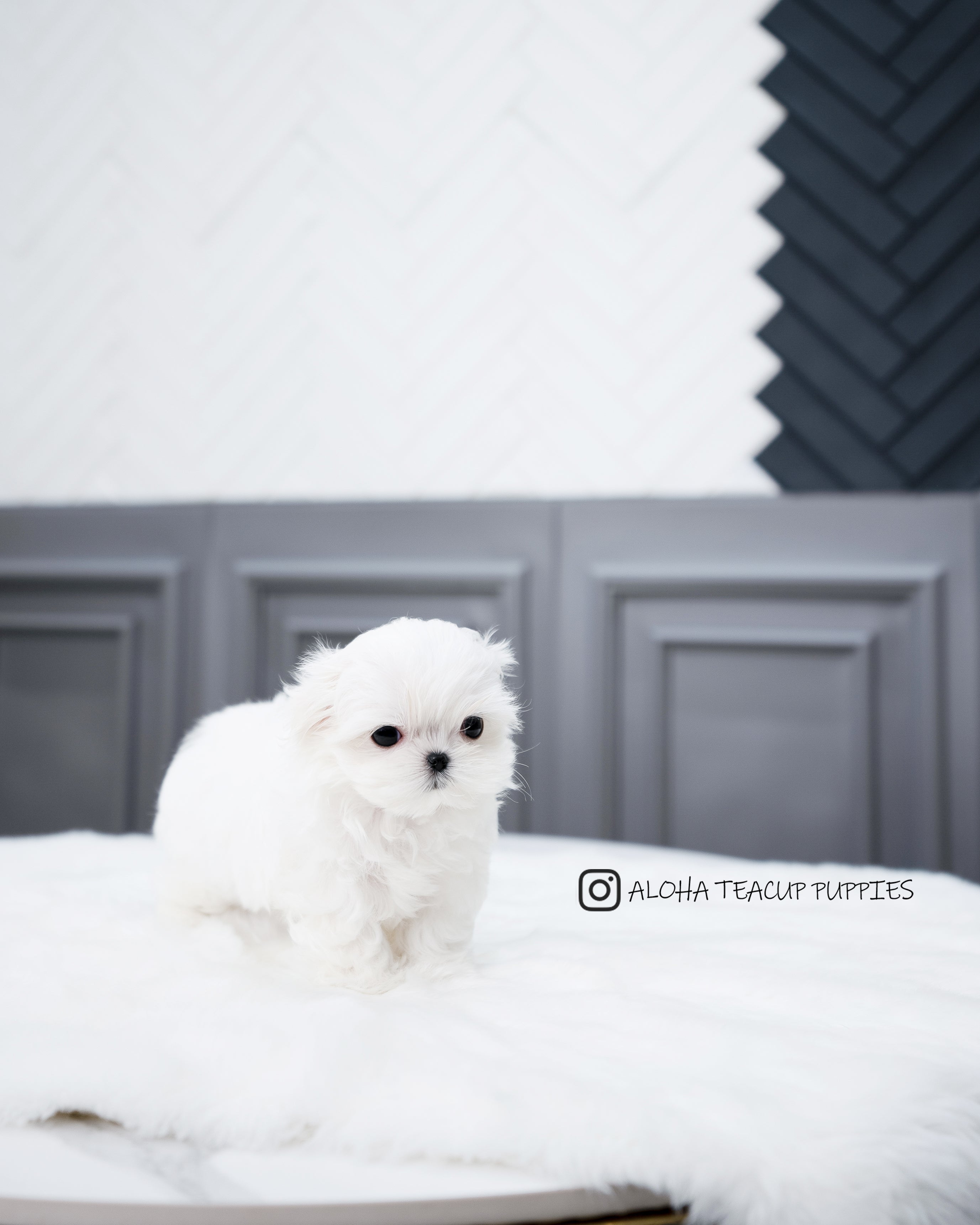 Willy [TEACUP MALTESE]