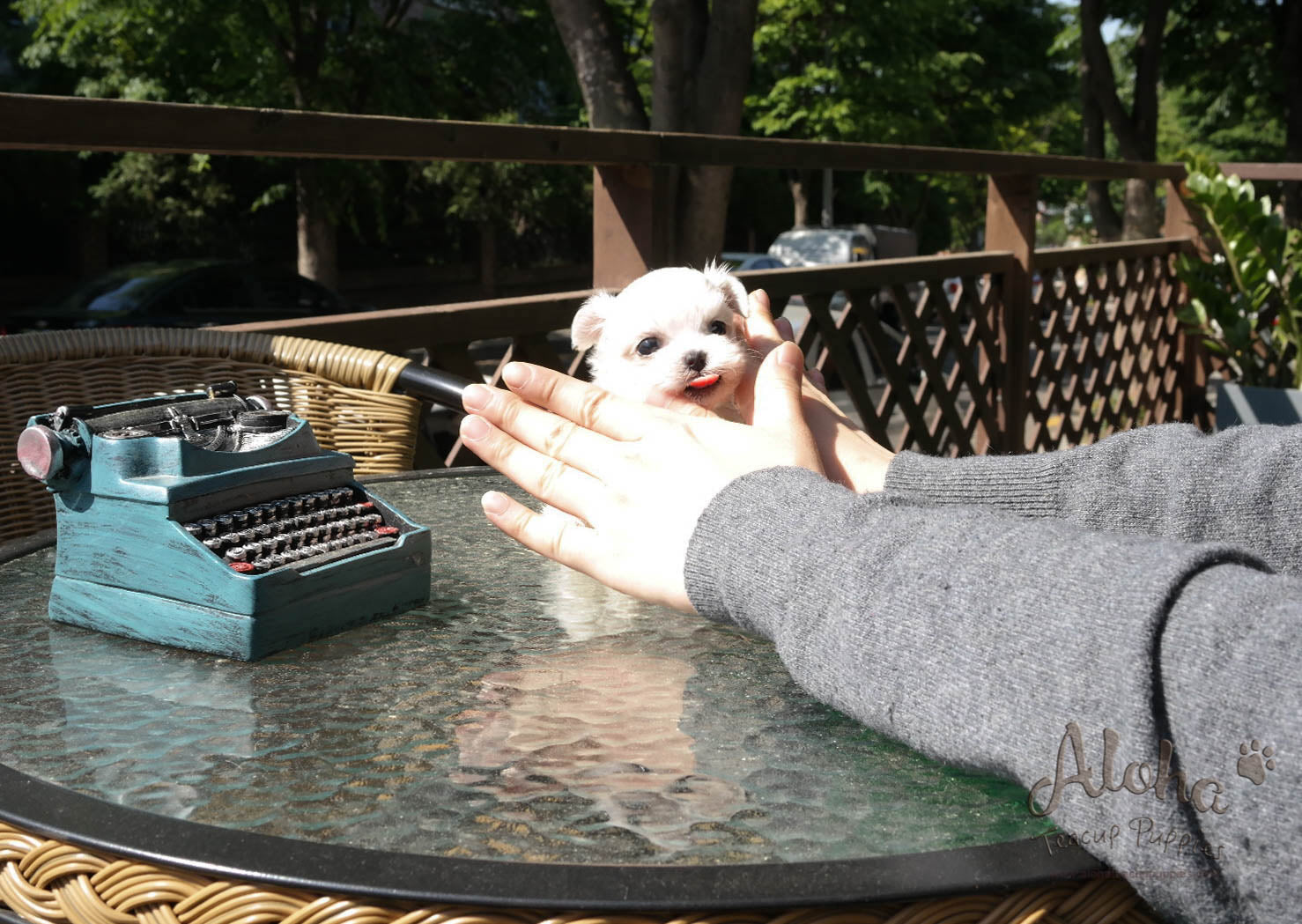 Cherry - [Maltese]