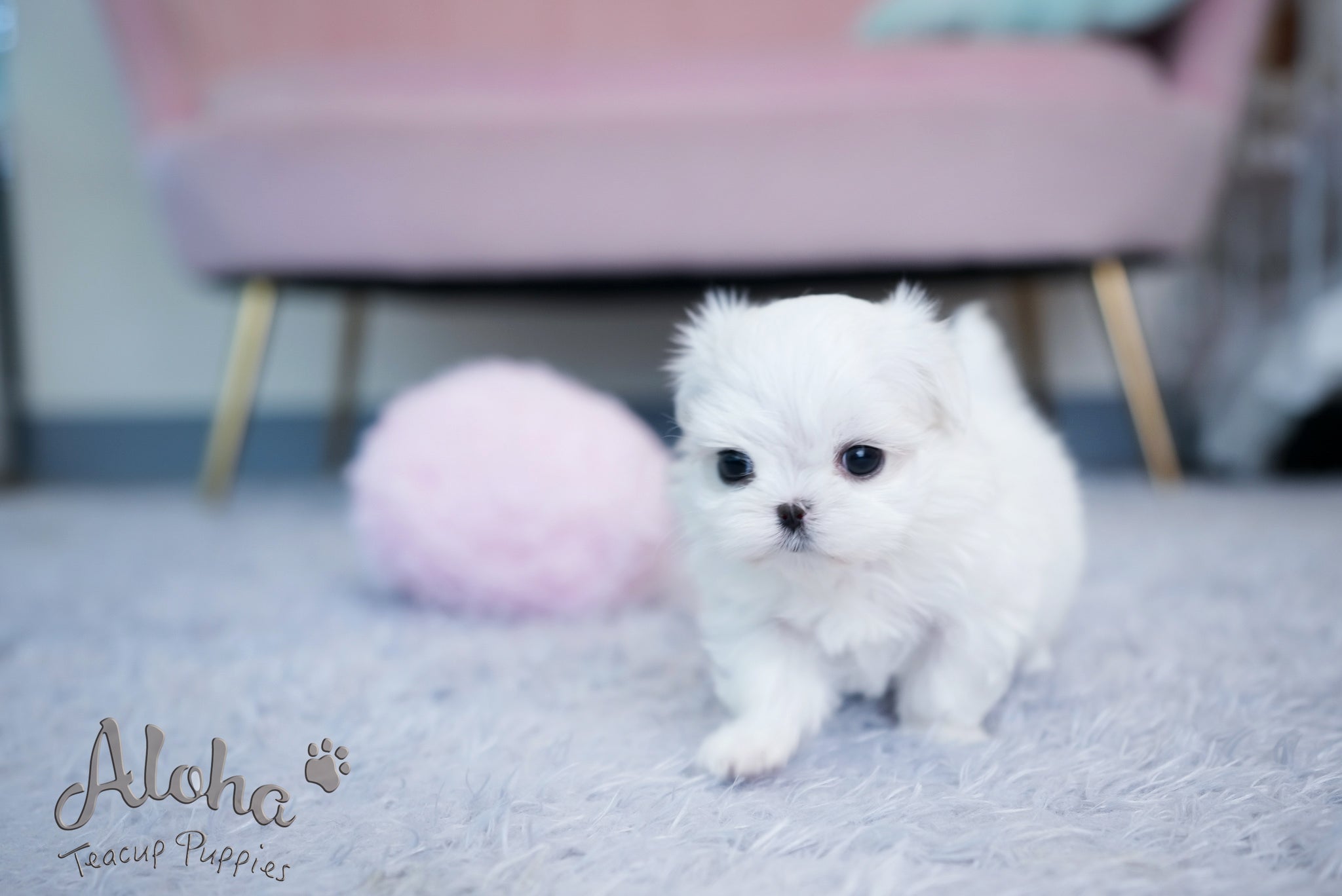 Hazel [TEACUP MALTESE]