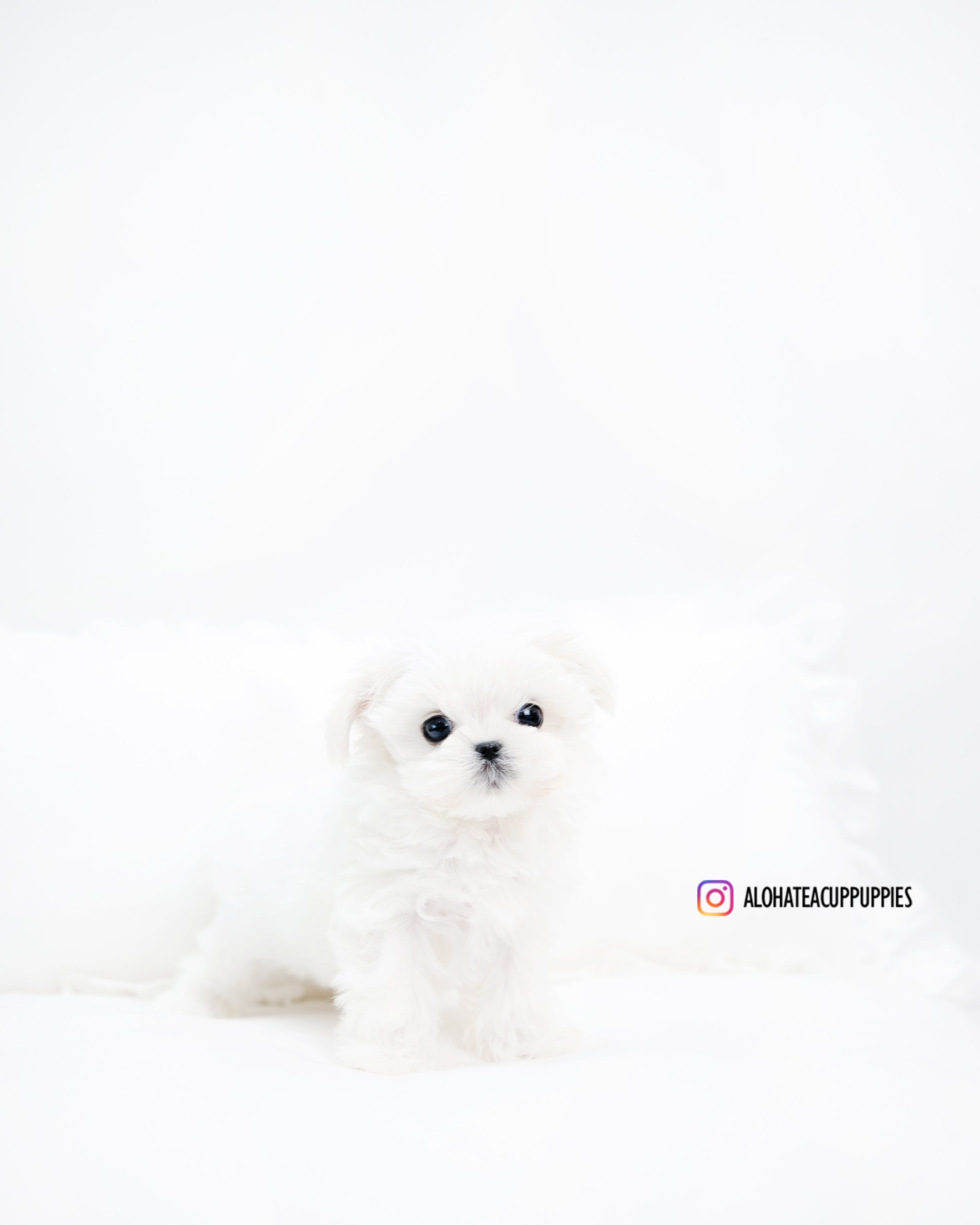 abel [TEACUP MALTESE]