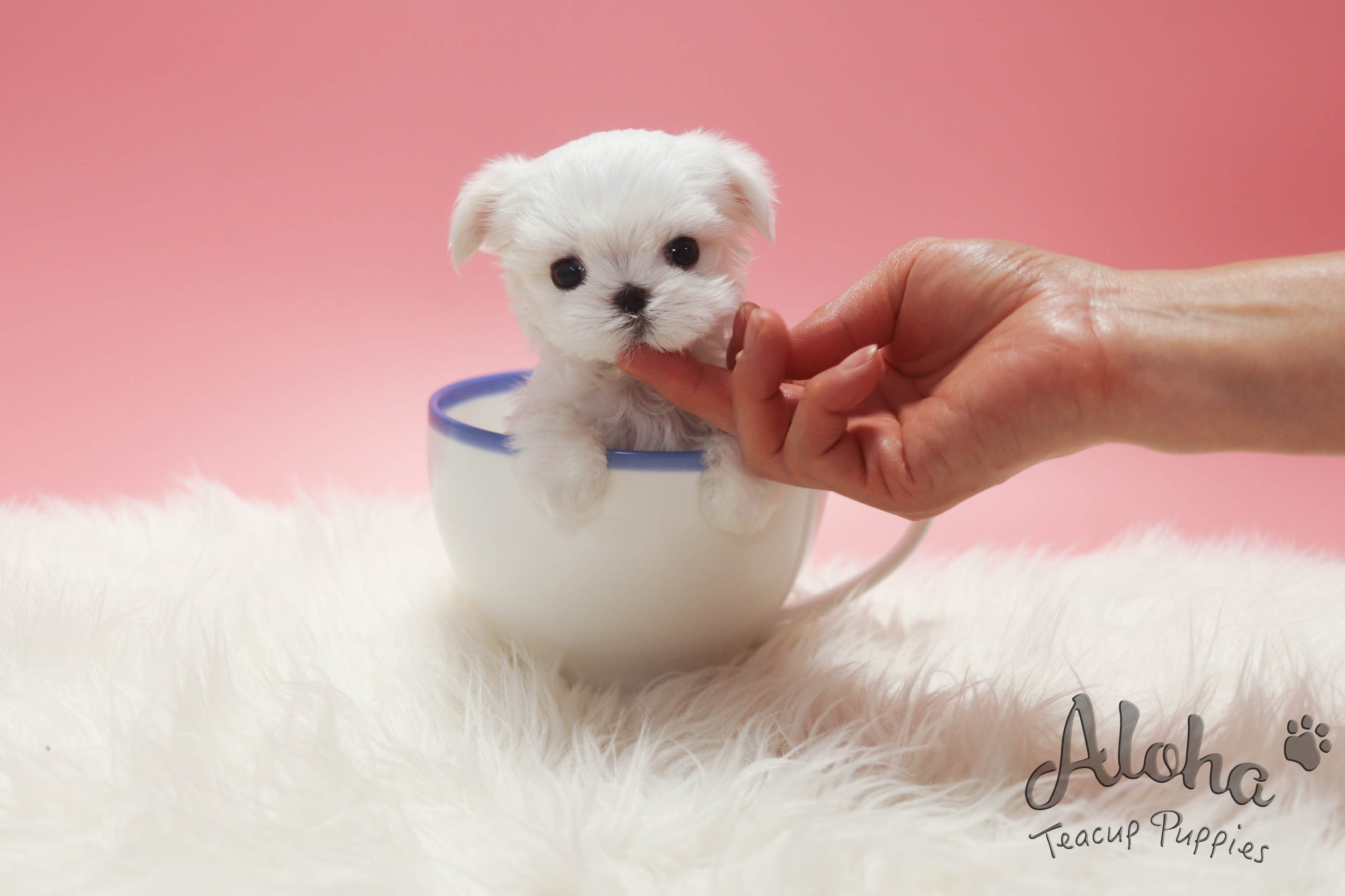 SOPHIE [MALTÉS TAZA DE TÉ]