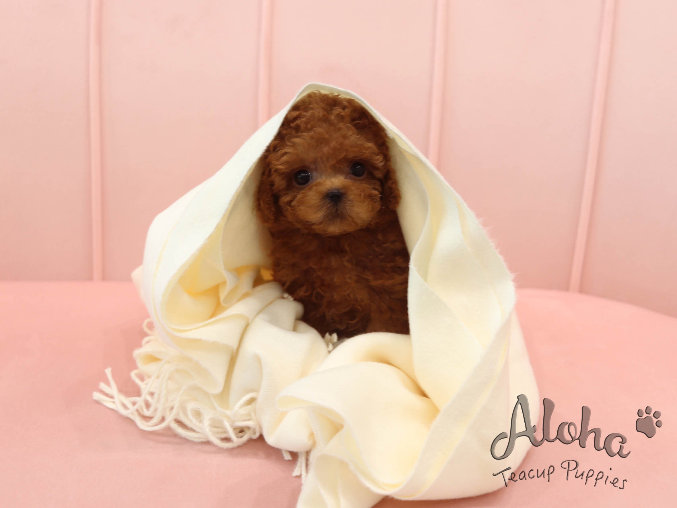 Mignon [TEACUP POODLE]