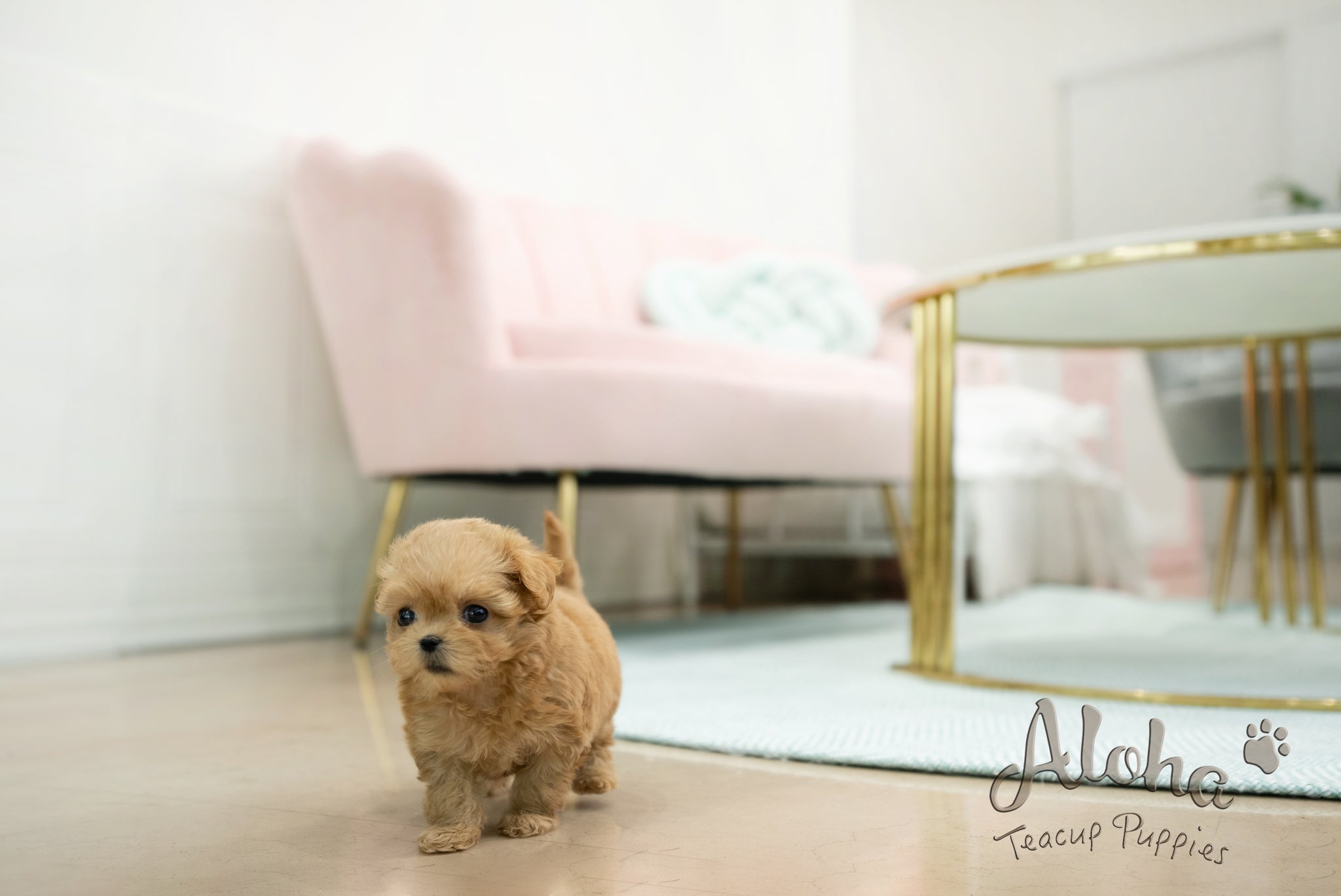 Mabel [TEACUP MALTIPOO]
