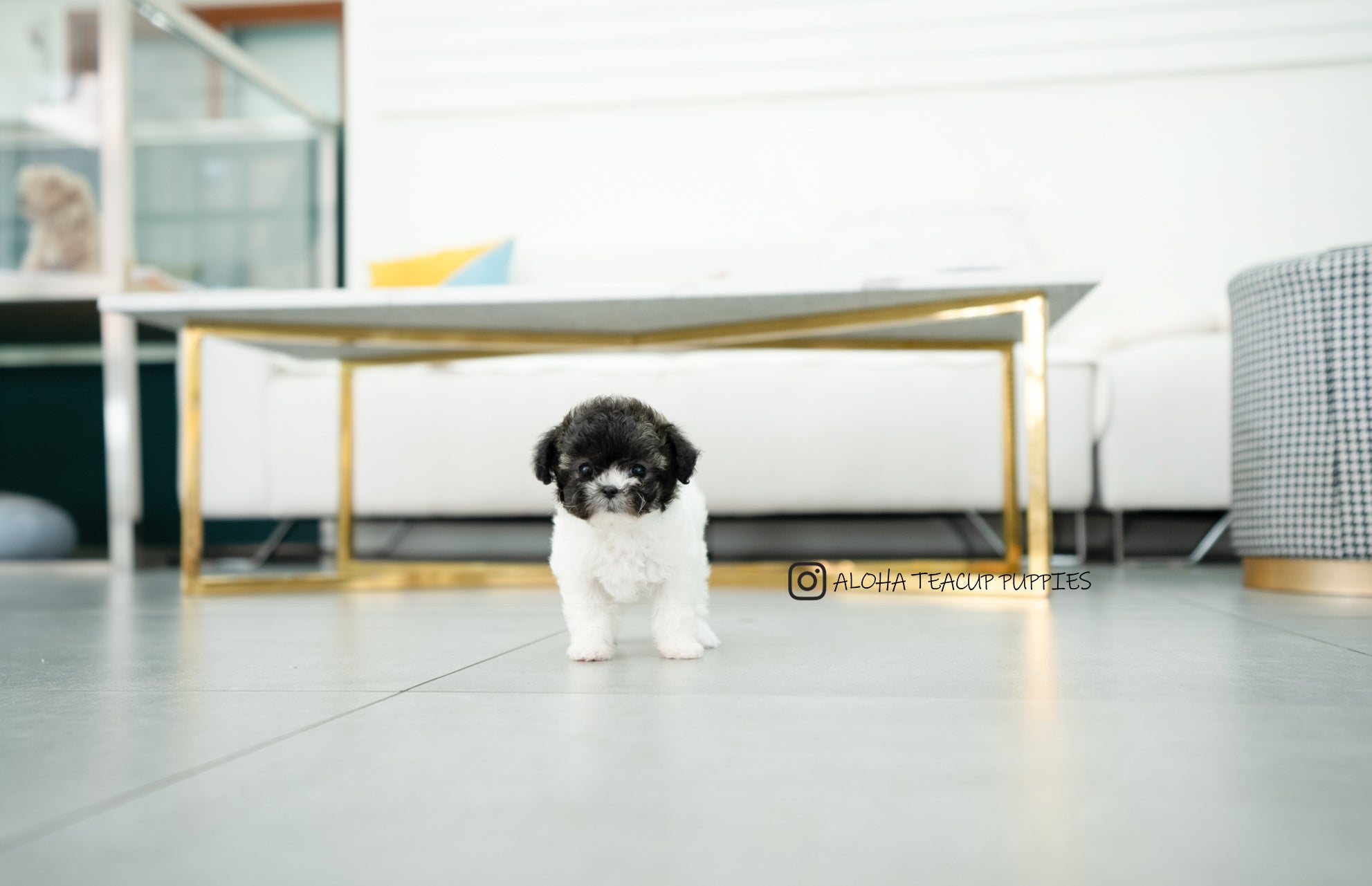 Donna [TEACUP POODLE]