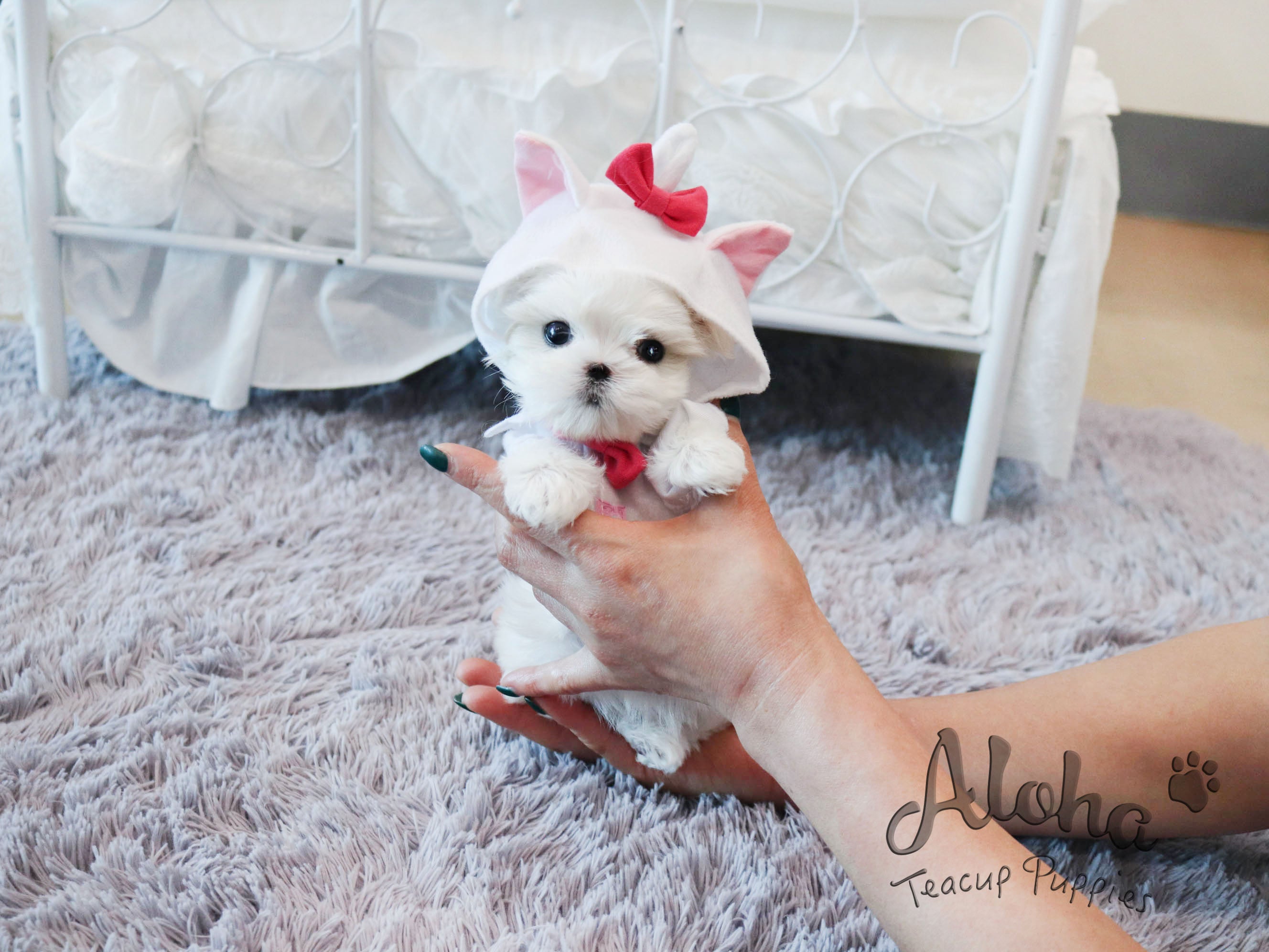 Pawblo [TEACUP MALTESE]