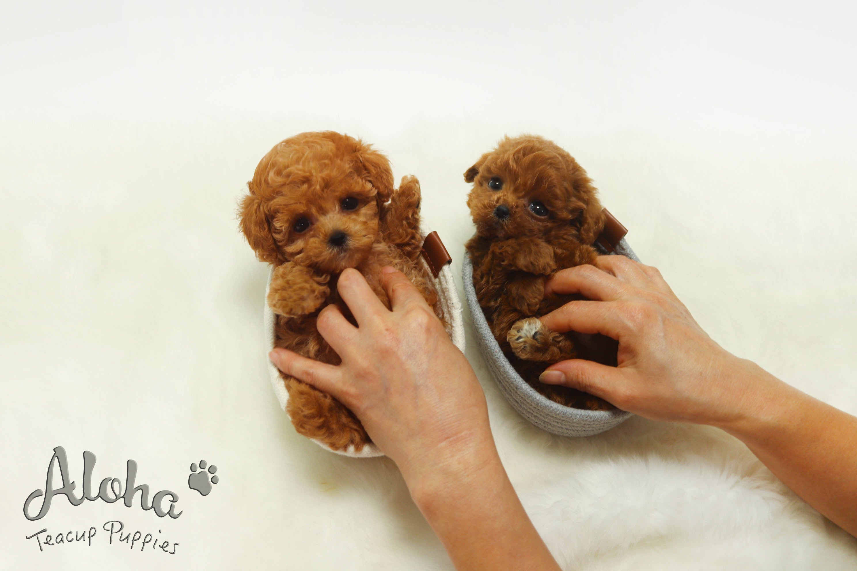 Sold to KIL JONG, Hershey [TEACUP POODLE]