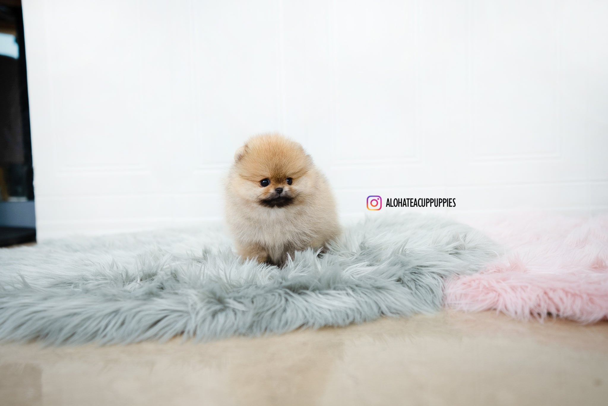 Nessa [TEACUP POMERANIAN]