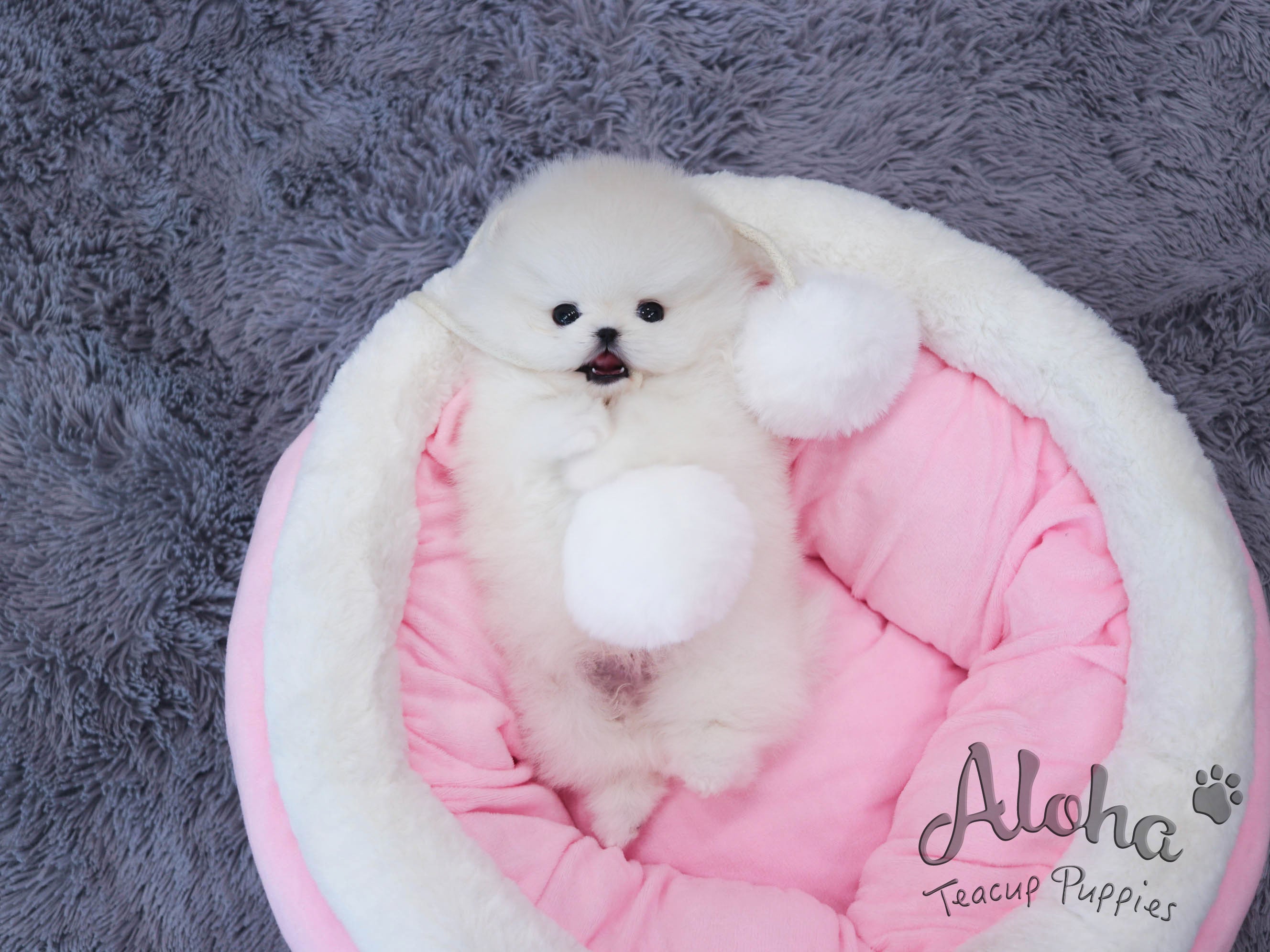 cloud [TEACUP POMERANIAN]