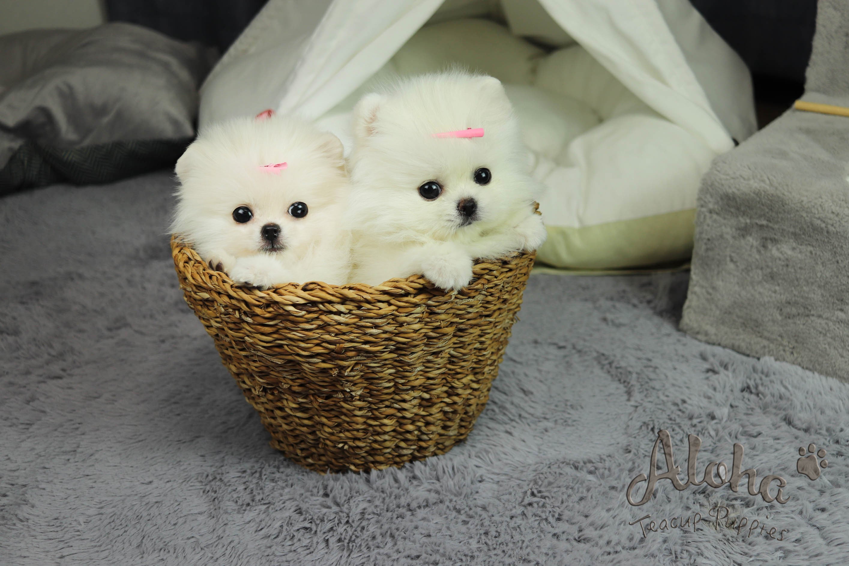 Vendido a Nelly, Gucci [Pomerania Tacita de Té]