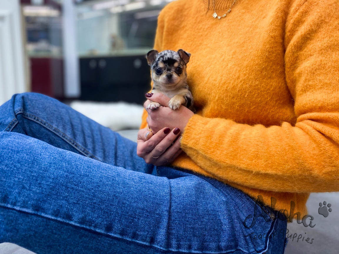Aventador [TEACUP Chihuahua]