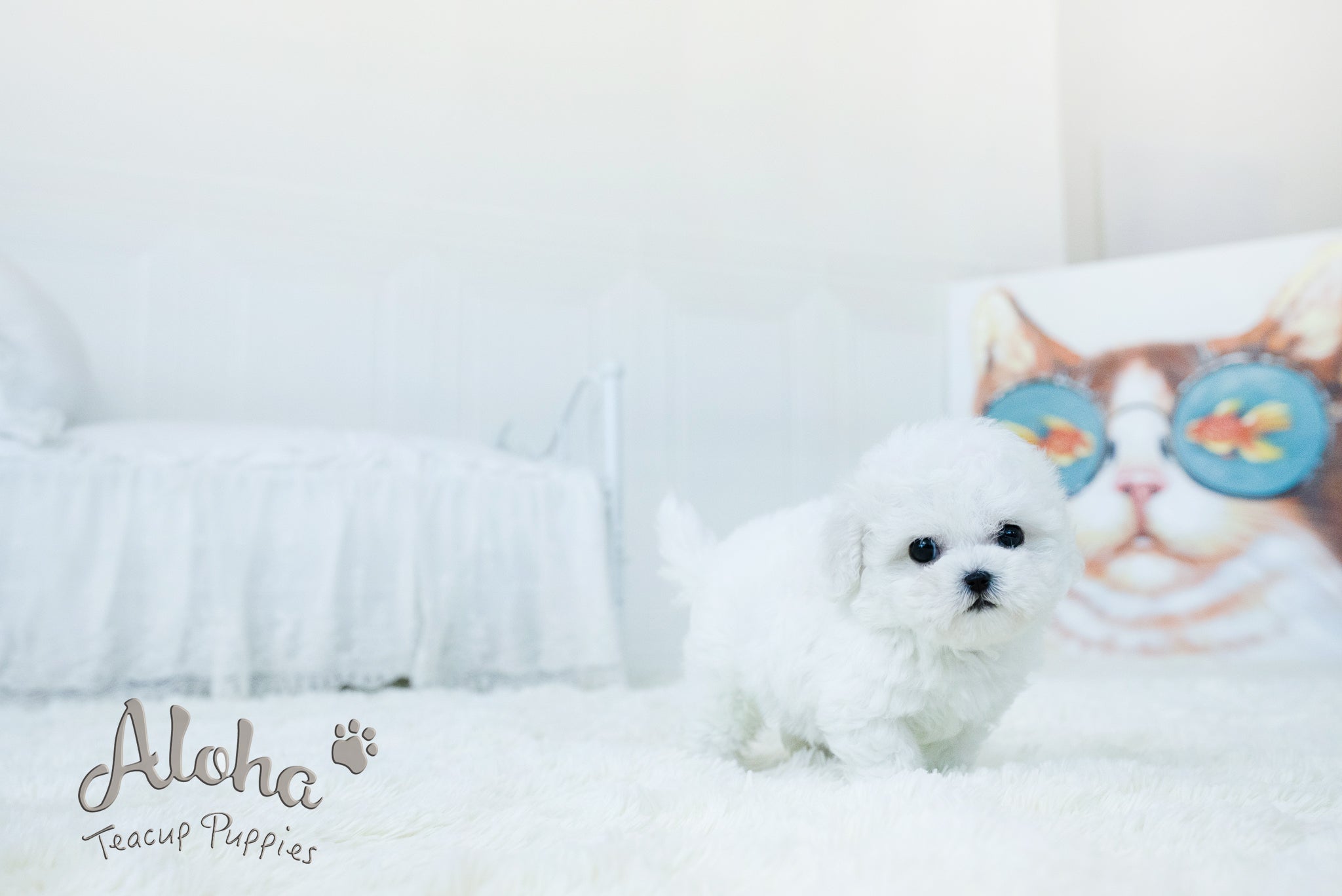 Lyle [TEACUP BICHON]