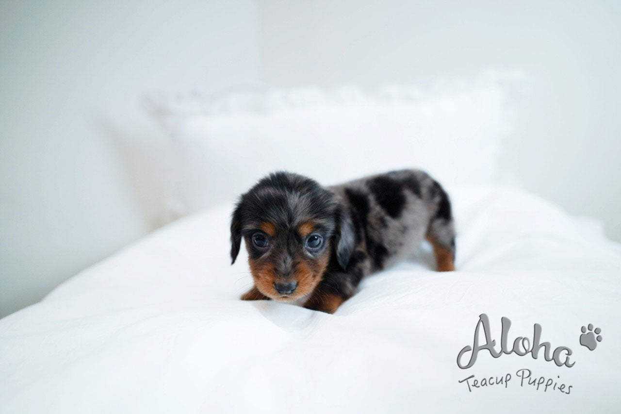 RAY [DACHSHUND TAZA DE TÉ]