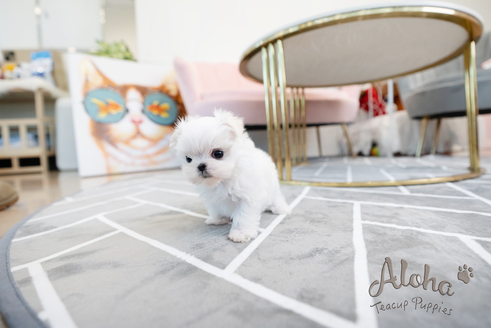 Enzo [TEACUP MALTESE]