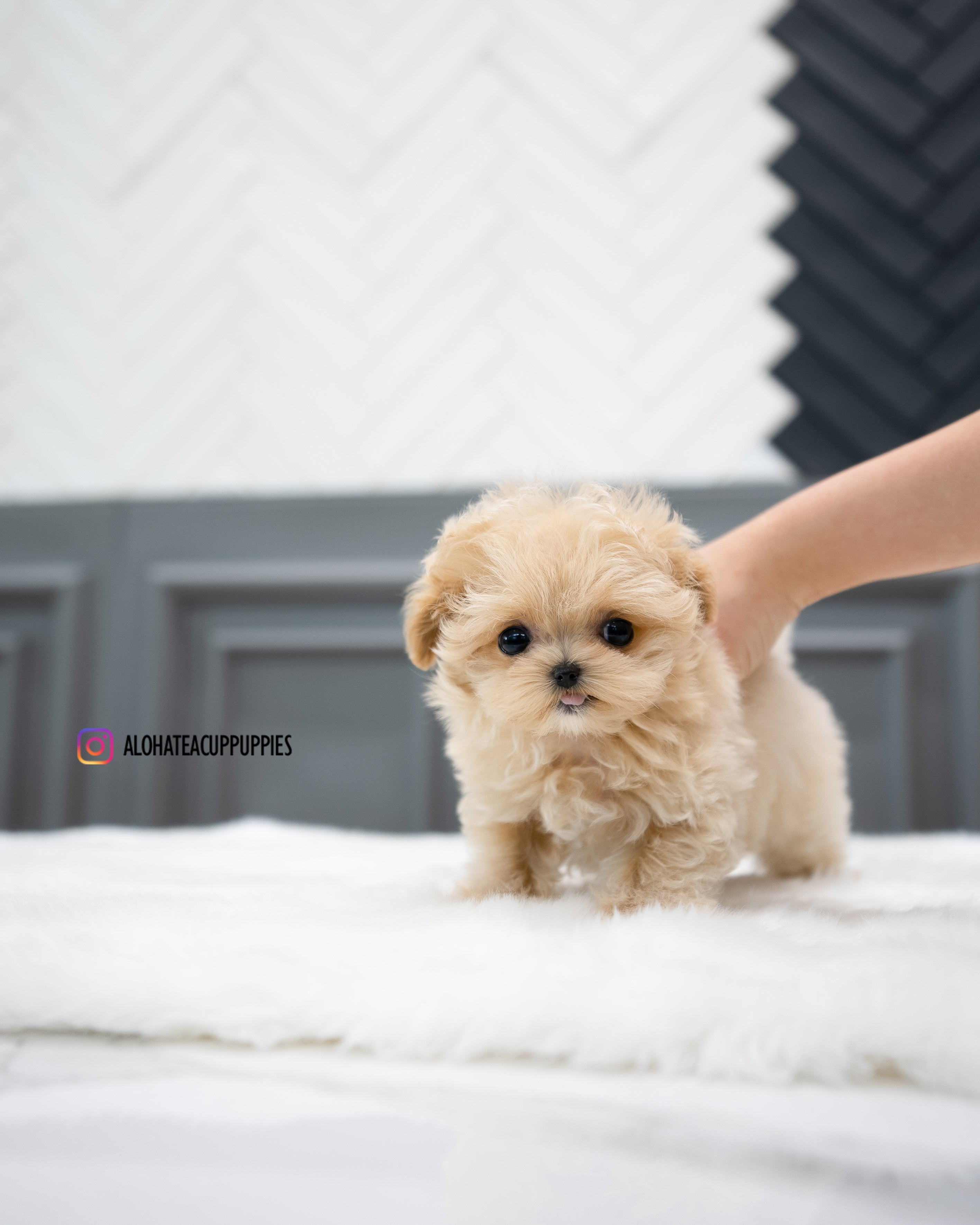 Sofia [TEACUP MALTIPOO]