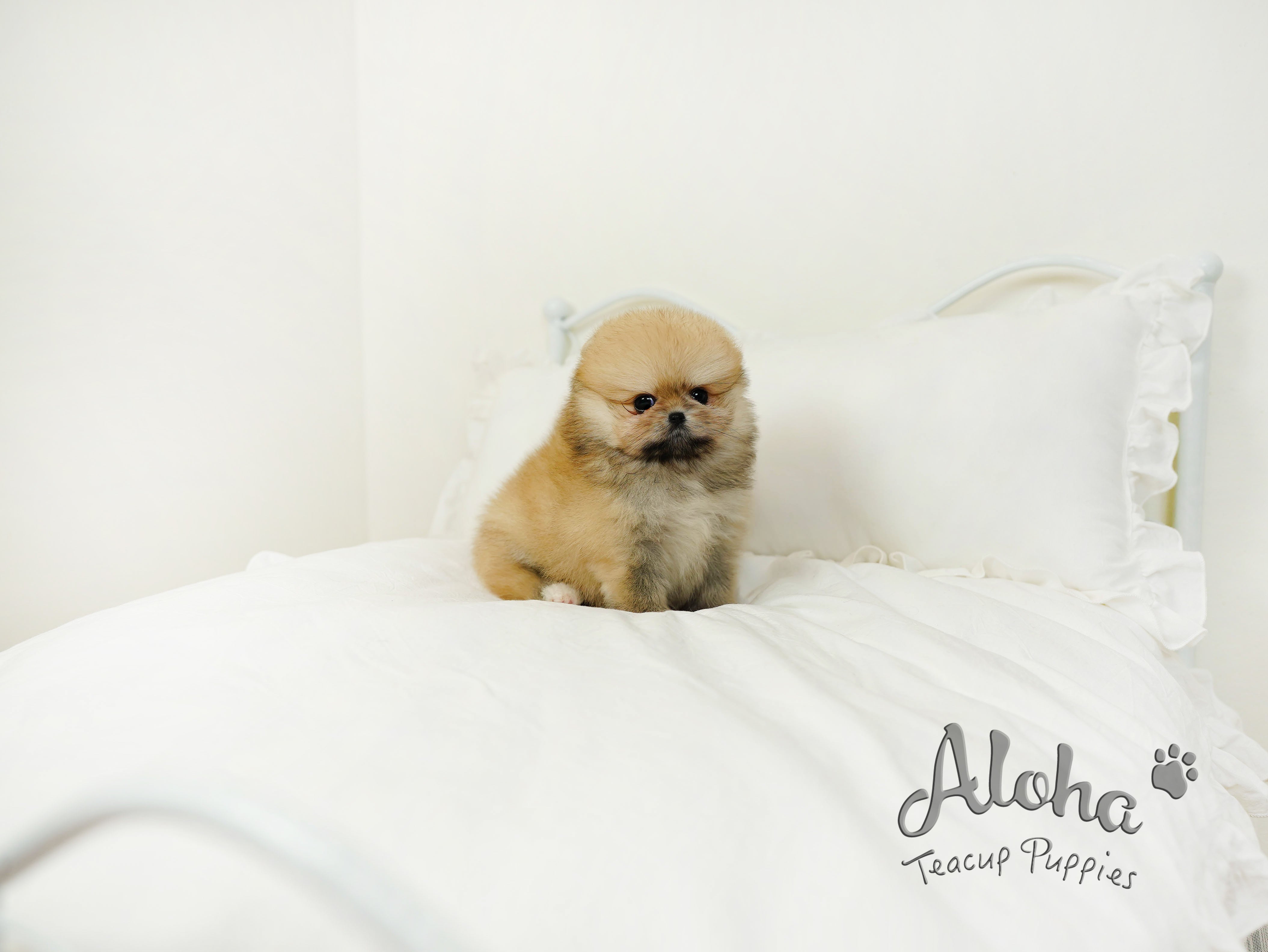 Brownie [TEACUP POMERANIAN]