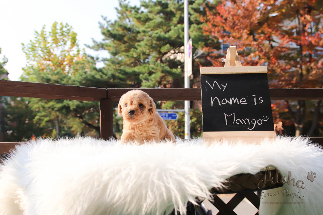 Mango - [Poodle]