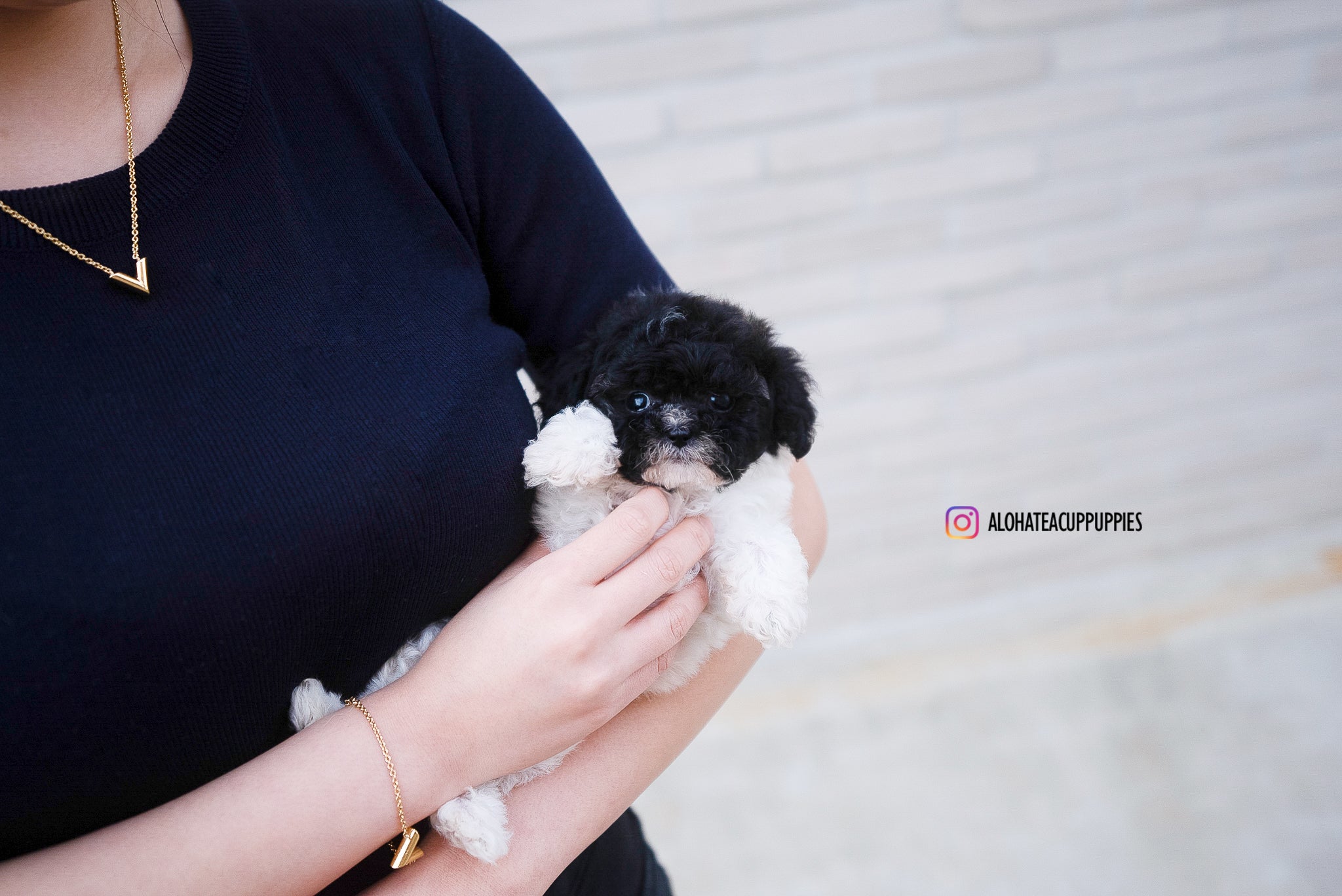 Rory [TEACUP POODLE]