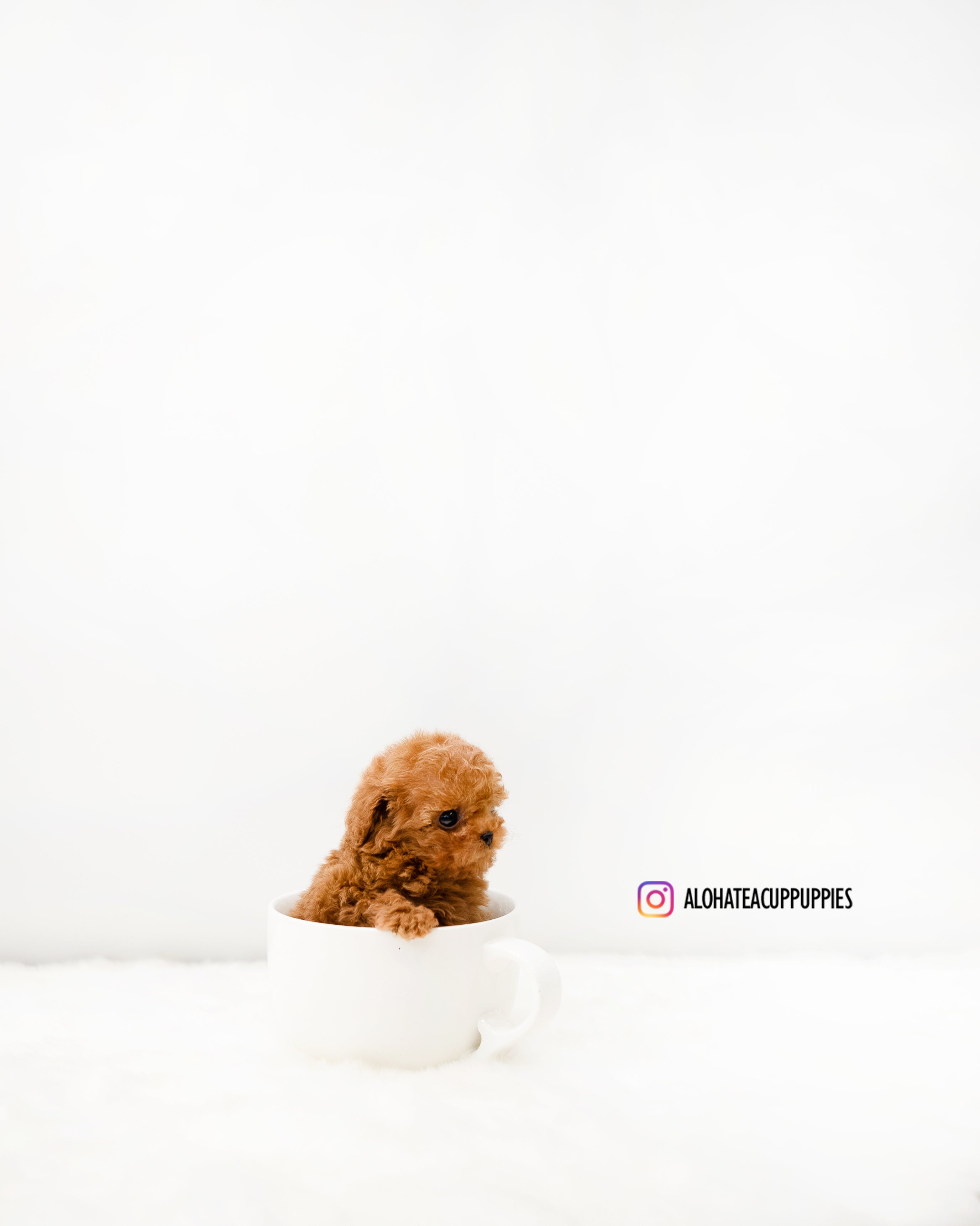 Cindy [TEACUP POODLE]