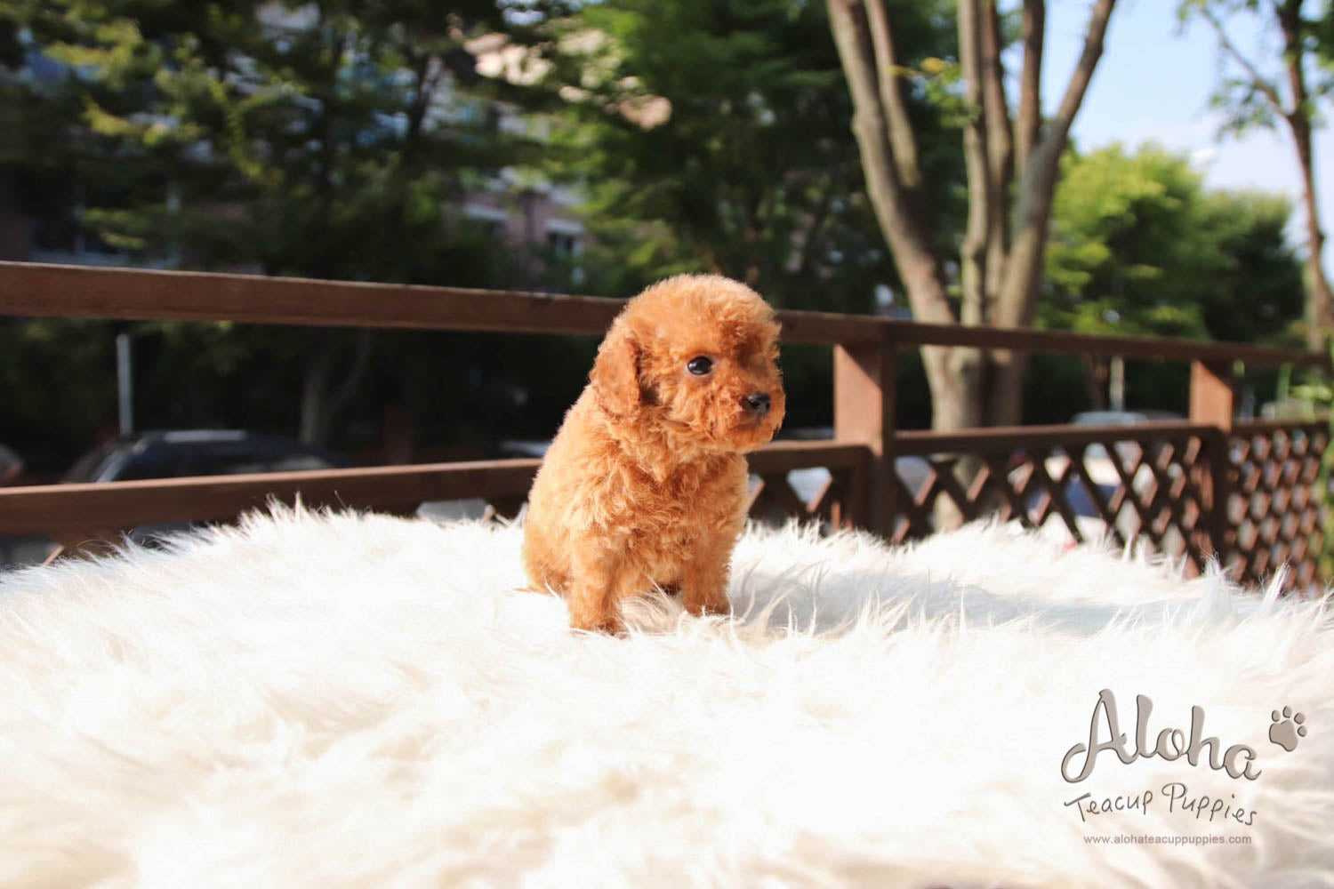 Jordan - [Poodle]