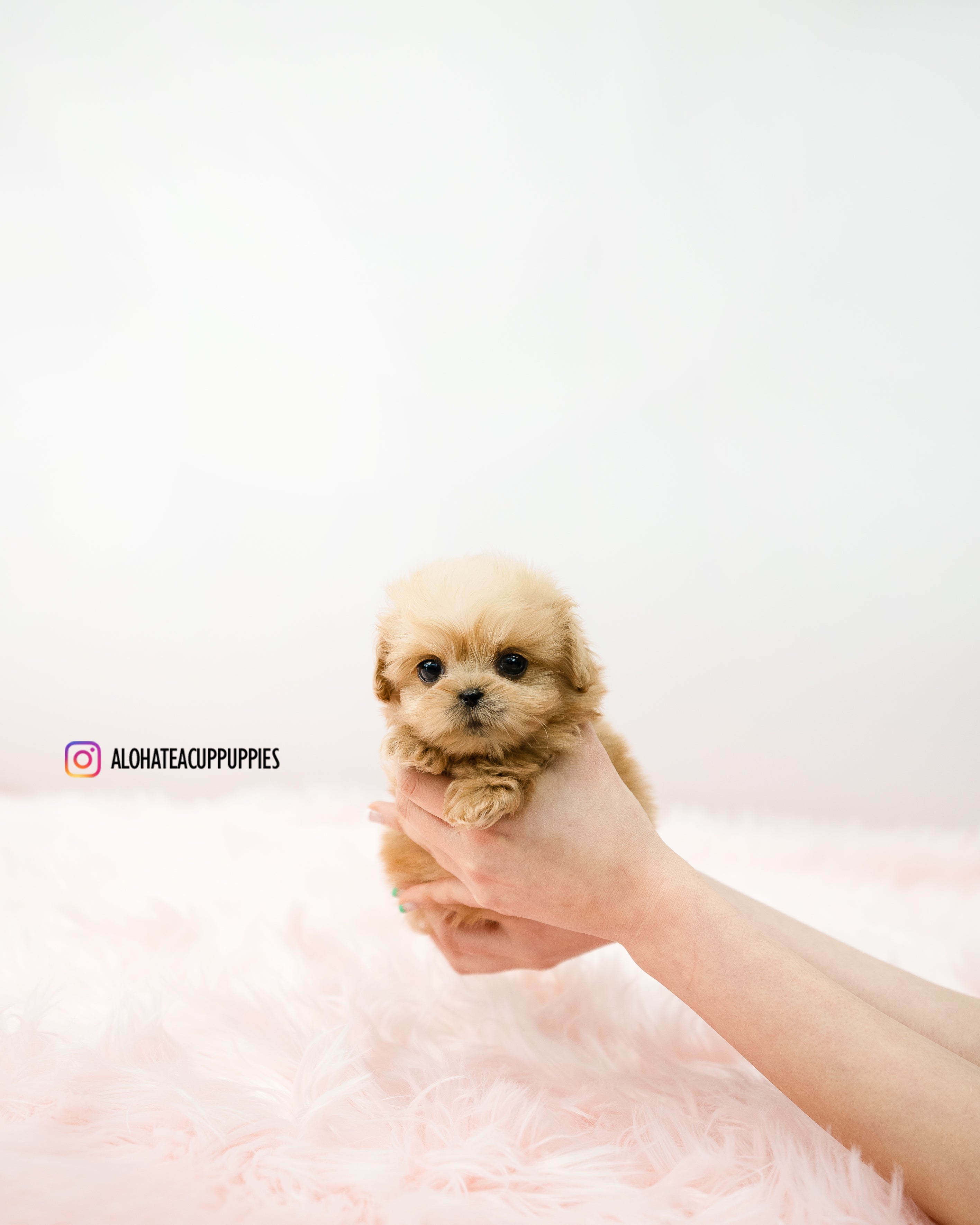Cooper [TEACUP MALTIPOO]