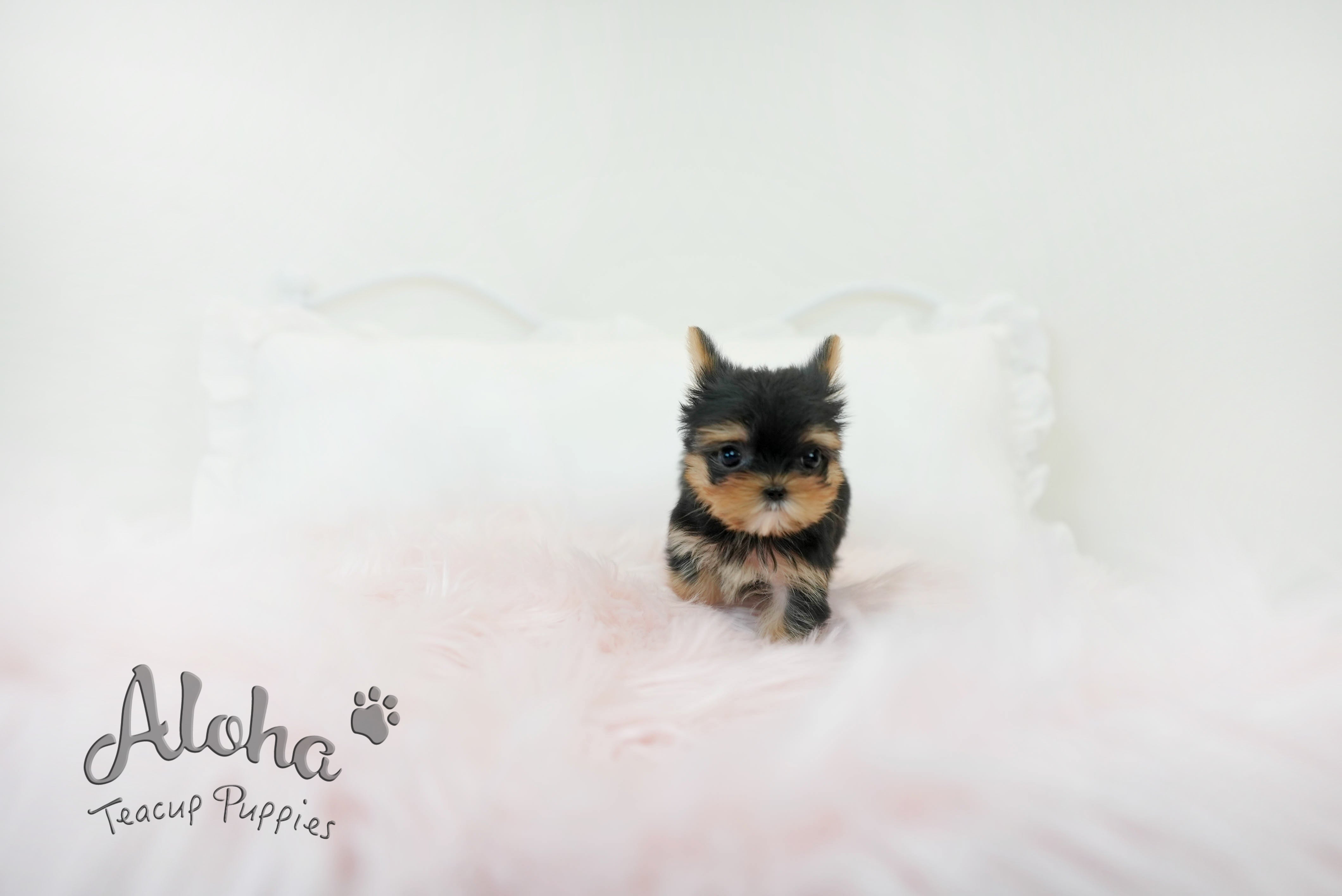 Molly [TEACUP Yorkie]