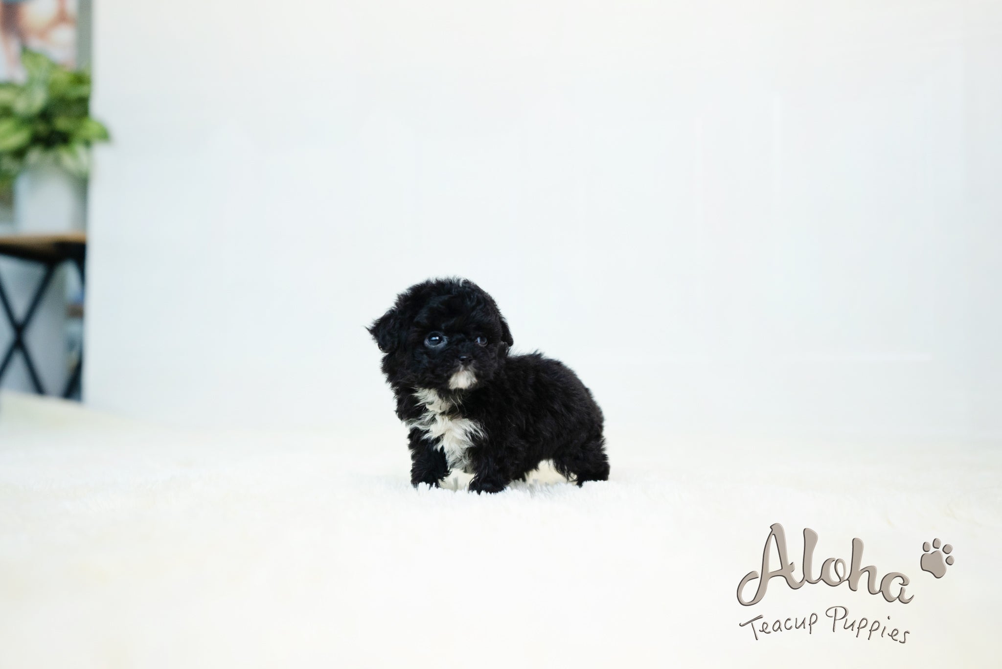 Becca [TEACUP POODLE]