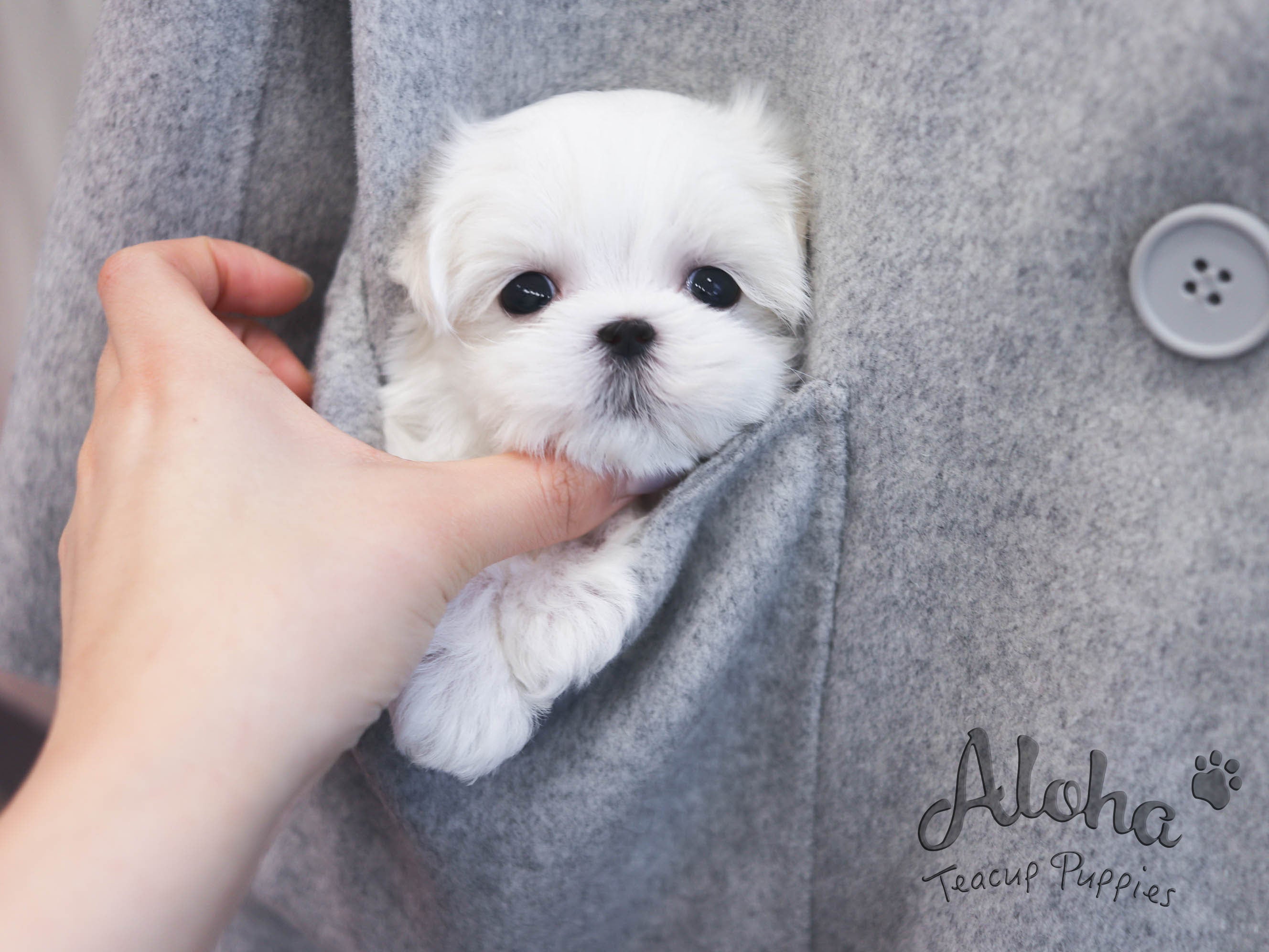 WILLY [TEACUP MALTESE]
