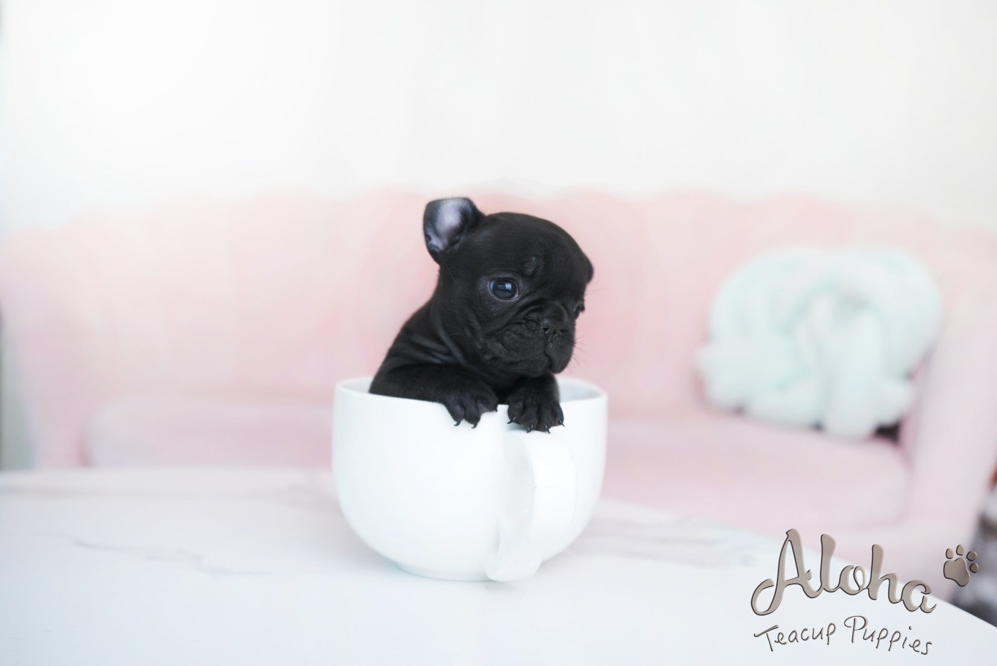 Ember [TEACUP French]