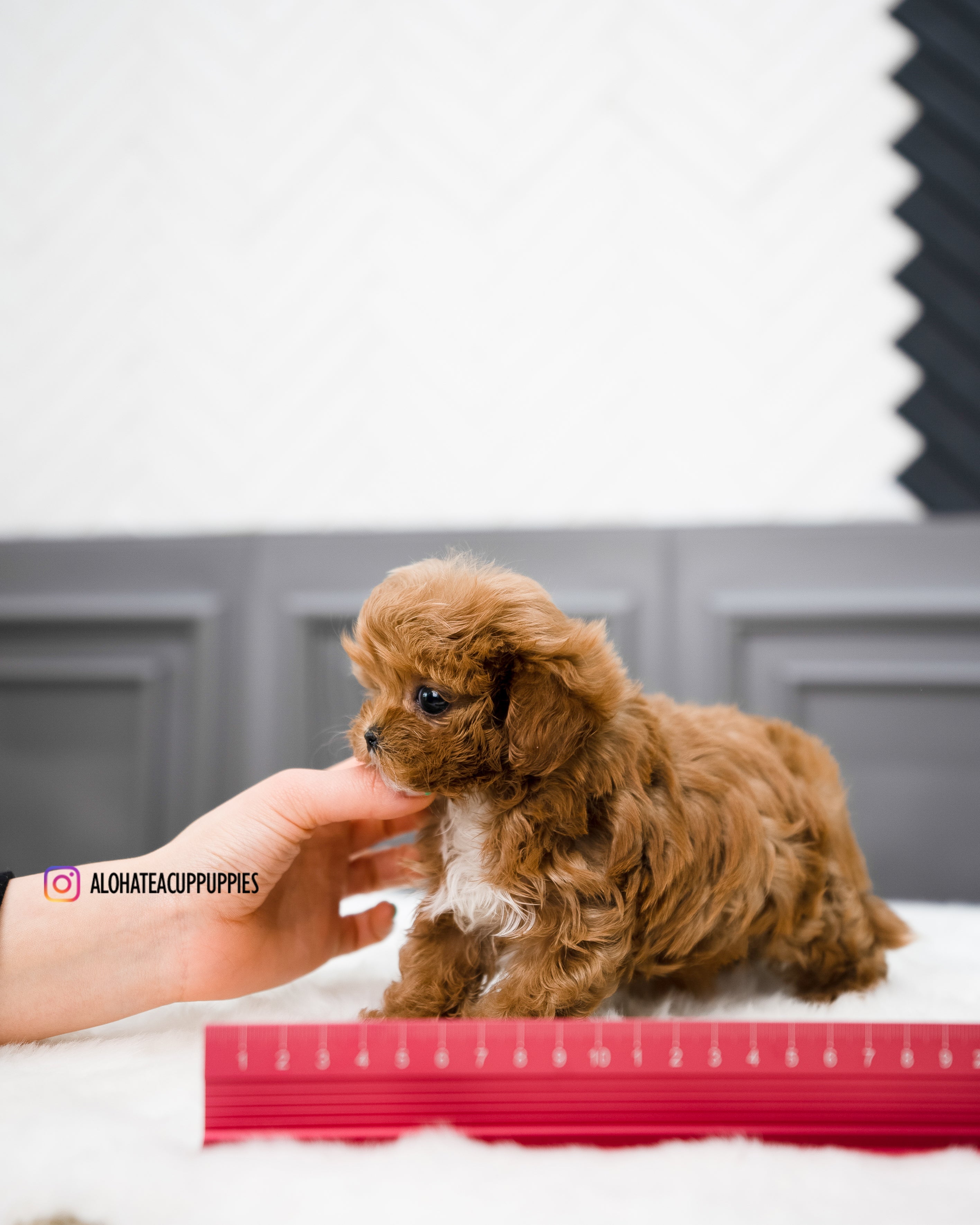 Nicol [TEACUP MALTIPOO]