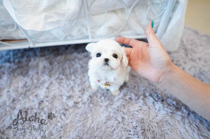 Lily [TEACUP MALTESE]