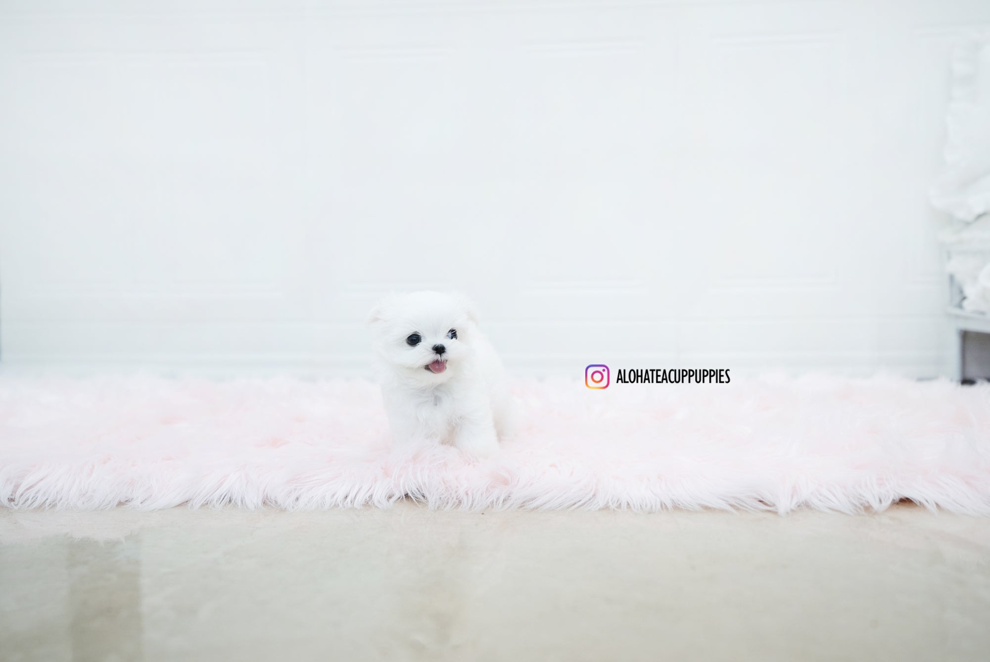 Noah [TEACUP MALTESE]