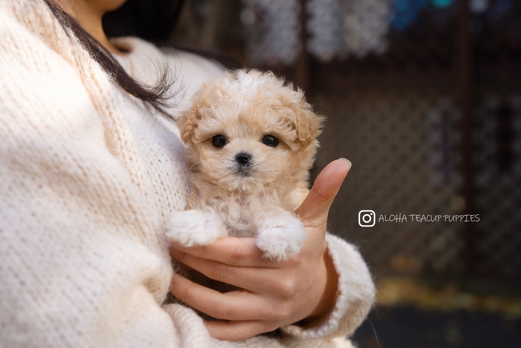 maru [TEACUP Maltipoo]