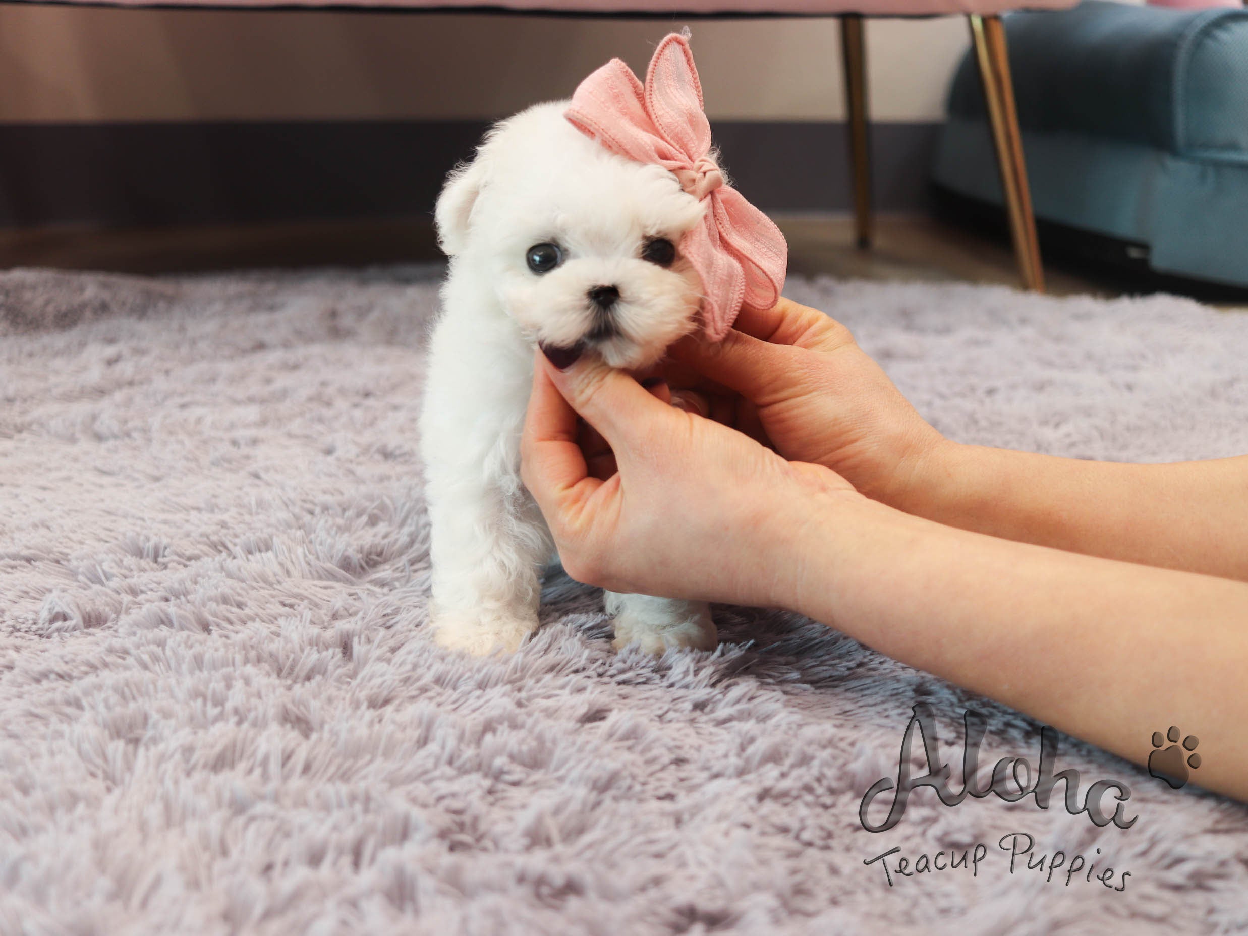 Sandy [TEACUP BICHON]
