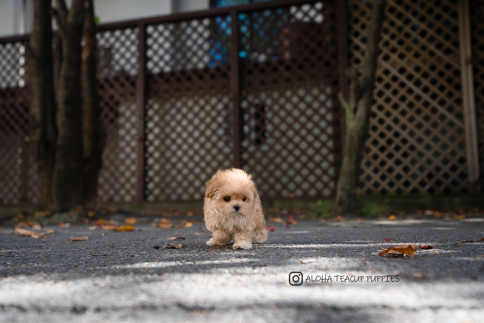 Soren [TEACUP Maltipoo]
