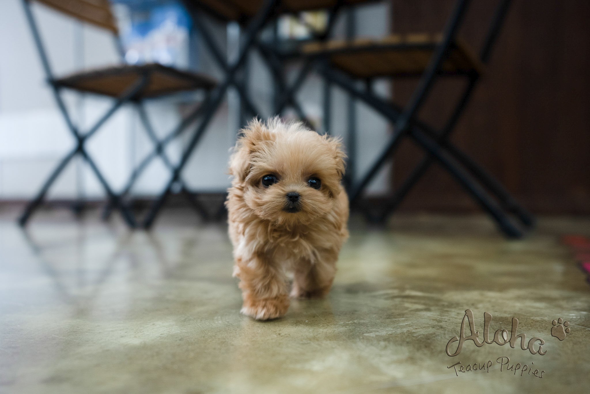 Luna [TEACUP MALTIPOO]