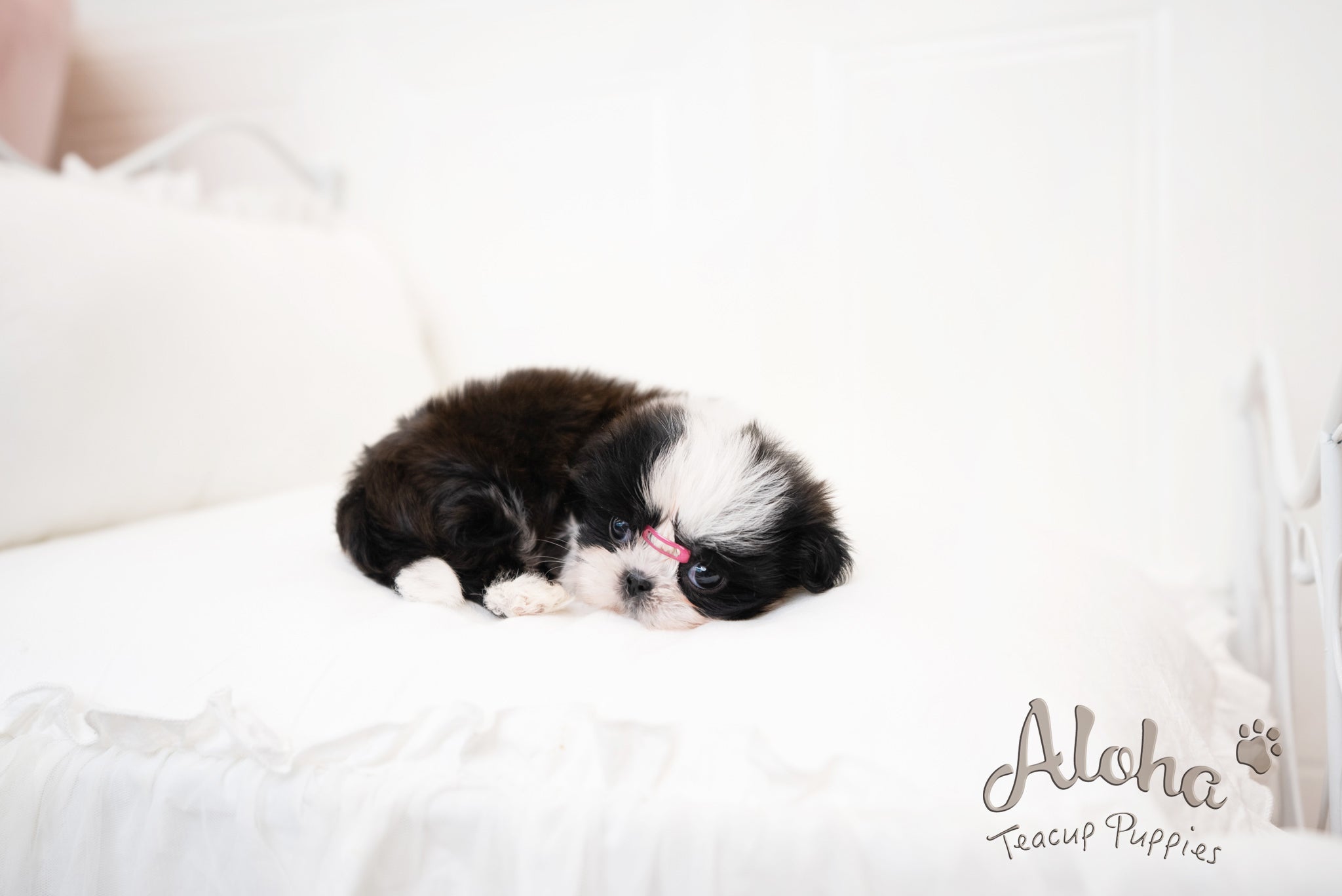 Zana [TEACUP Shihtzu]