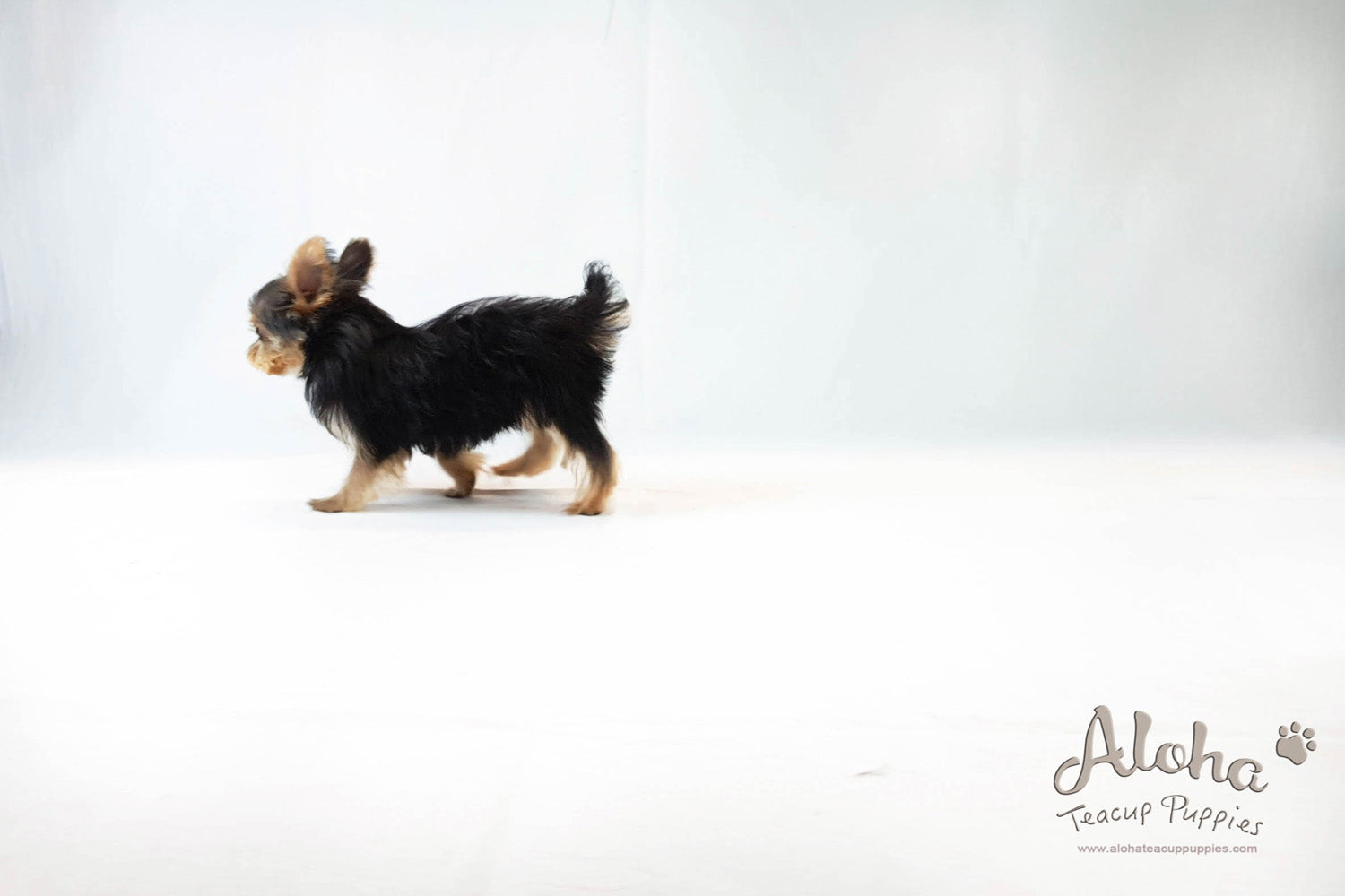 Bucky - [Yorkshire Terrier]