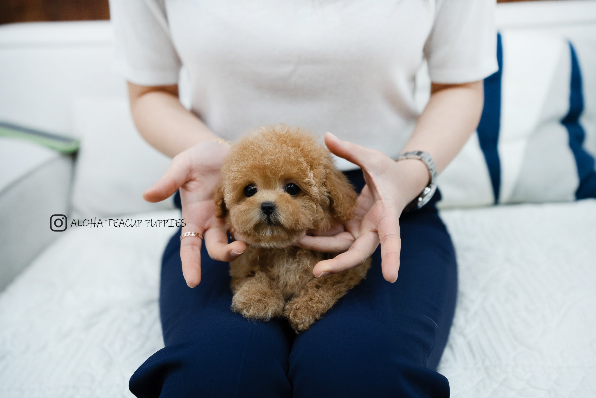 Kyna [TEACUP POODLE]