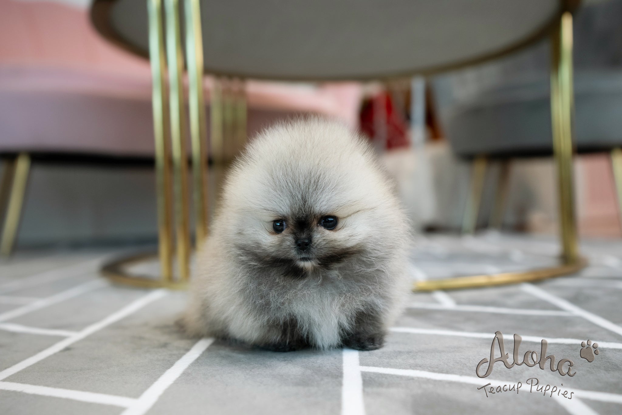 Bianca [TEACUP POMERANIAN]