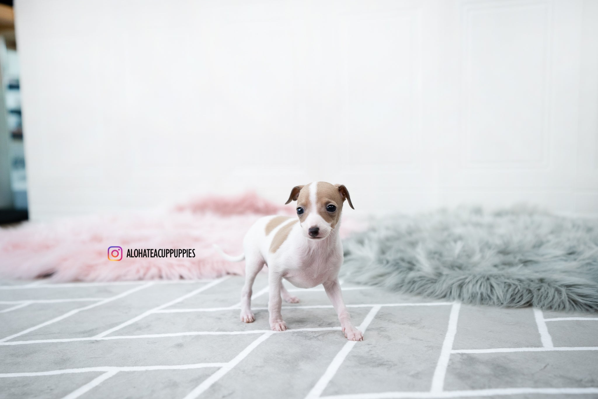 Reese [TEACUP Italian Greyhound]