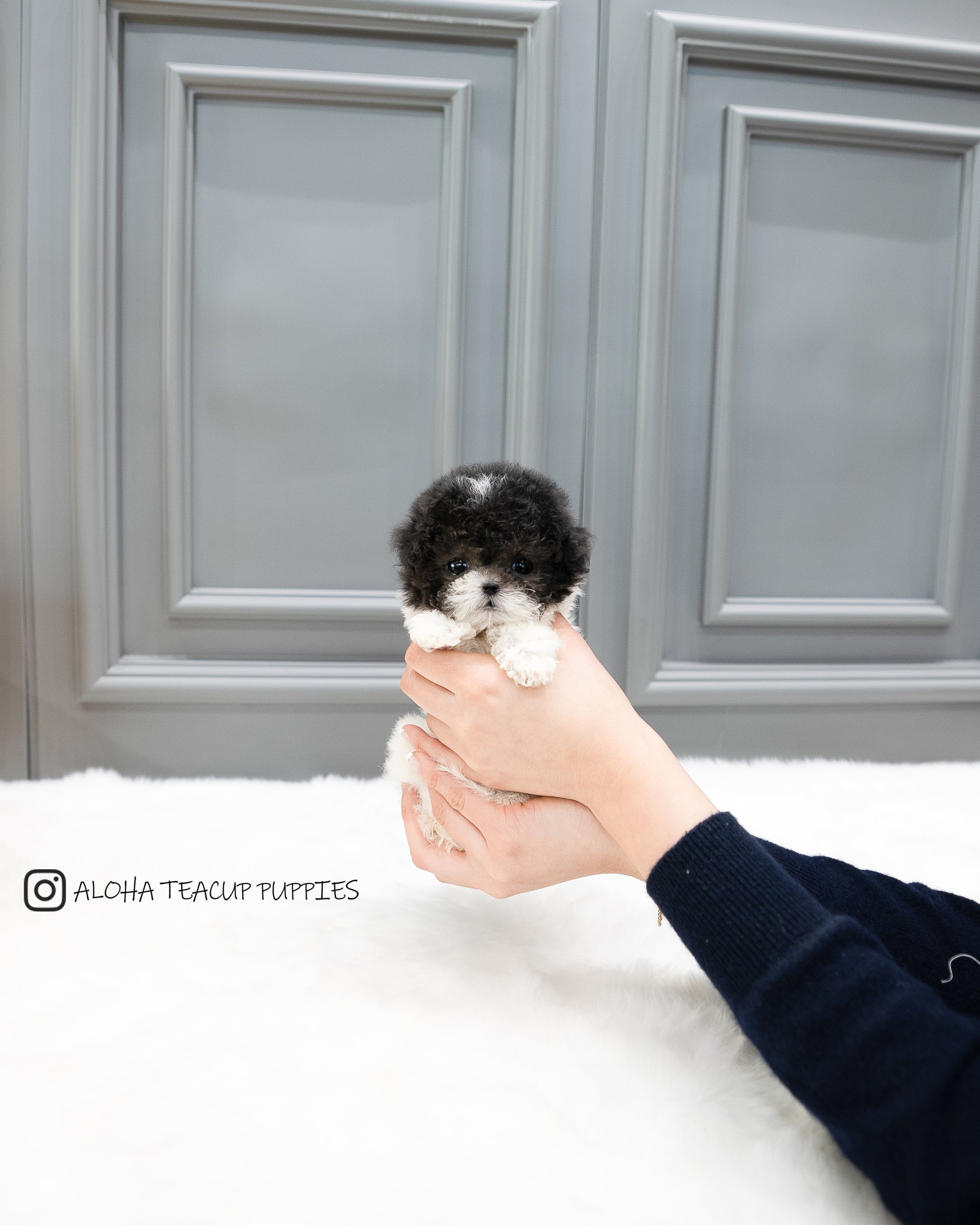 Lulu [TEACUP POODLE]
