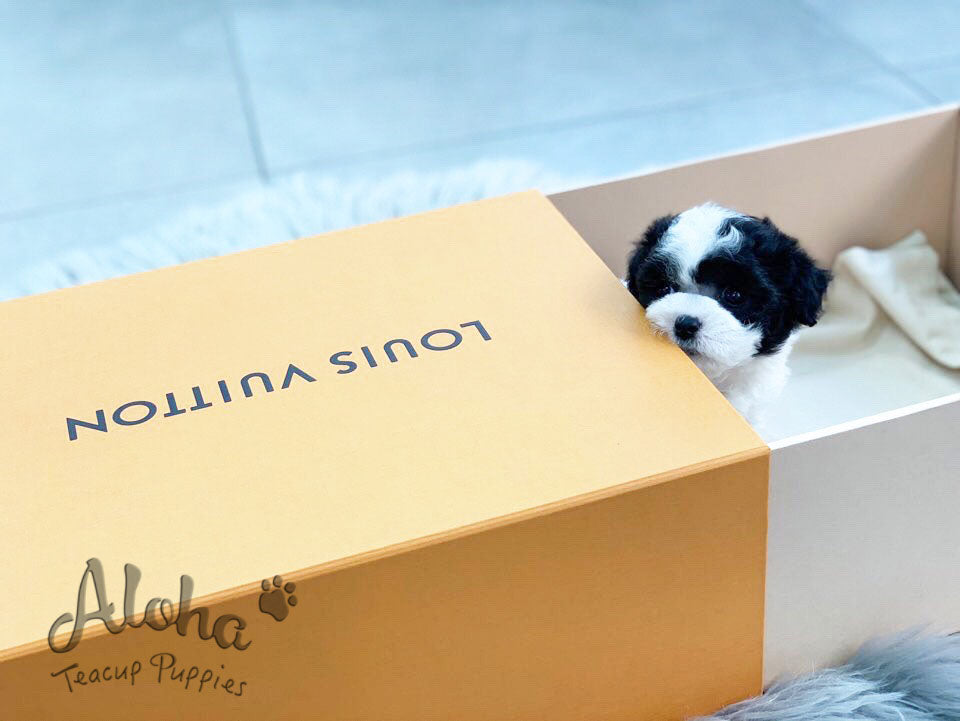 Damie [TEACUP POODLE]