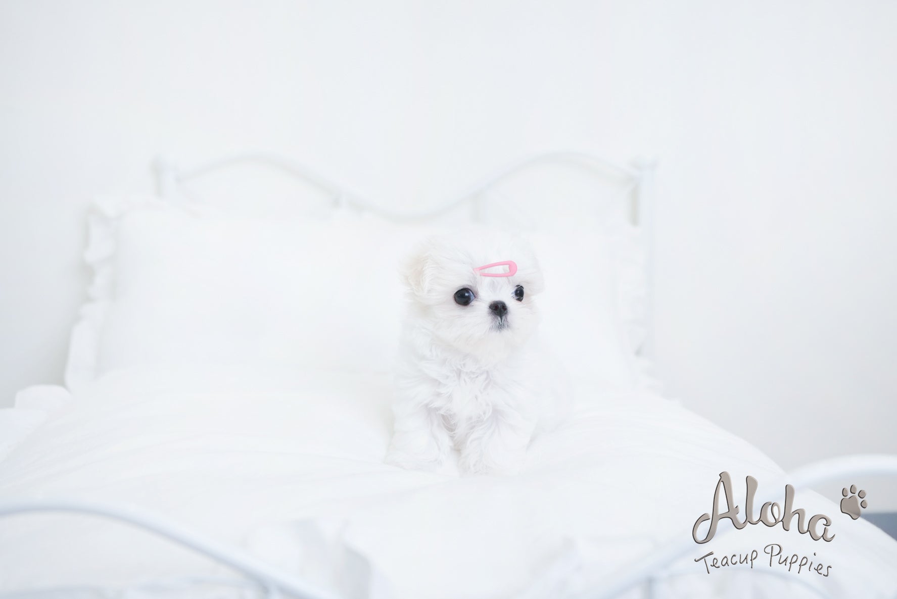 Benjamin [TEACUP MALTESE]
