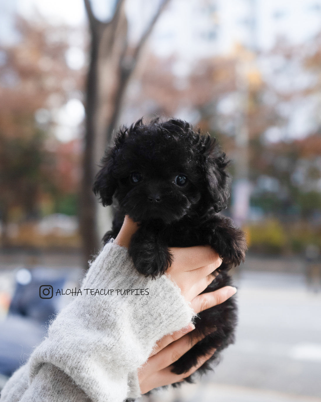 Ramona [CANICHE TACITA DE TÉ]